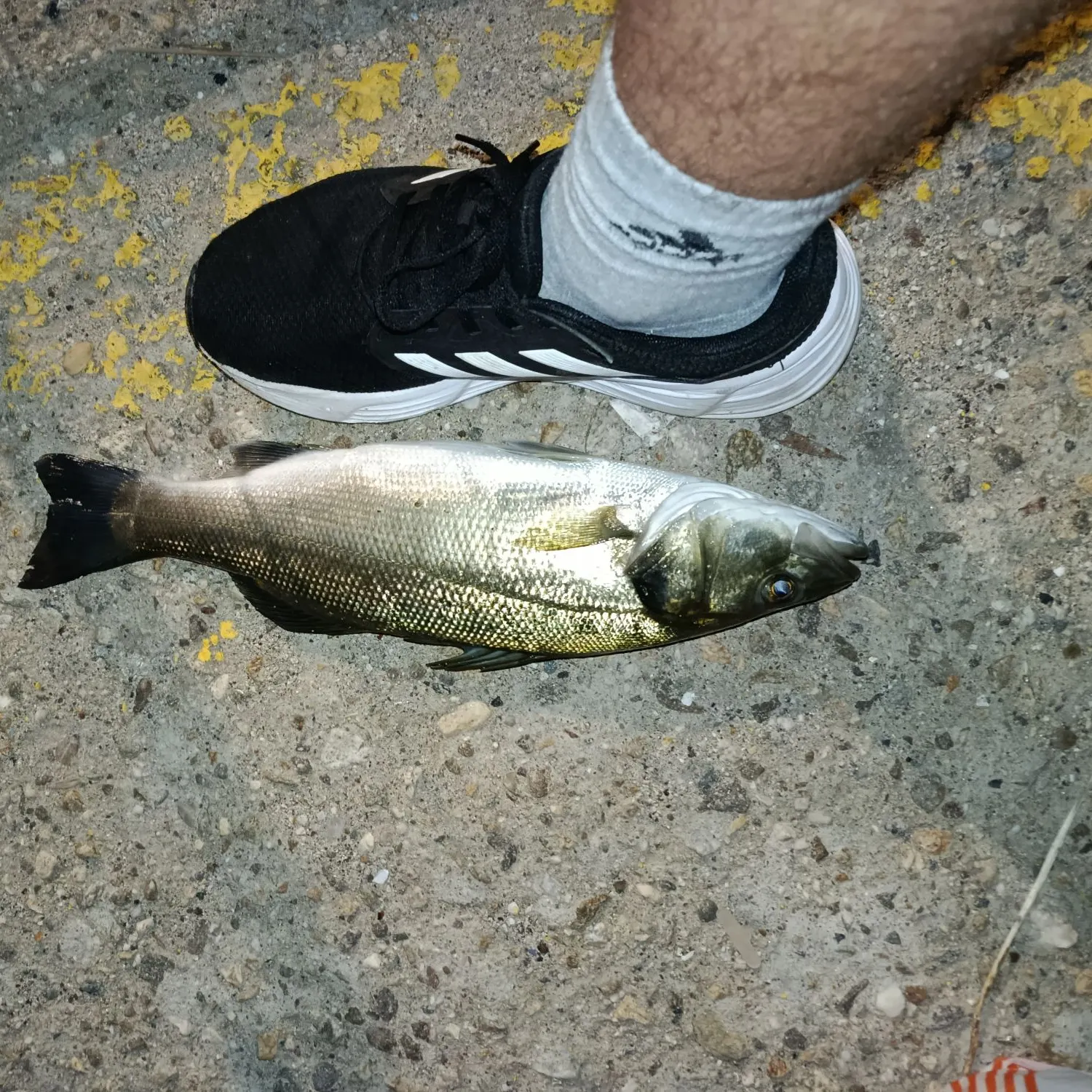 Fish caught on Fishbrain