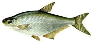 Baitfish