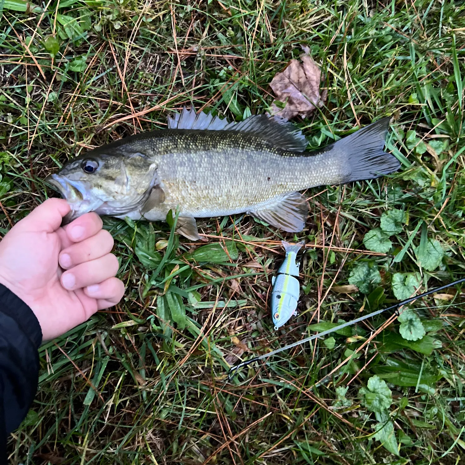 Smallmouth bass caught on Fishbrain