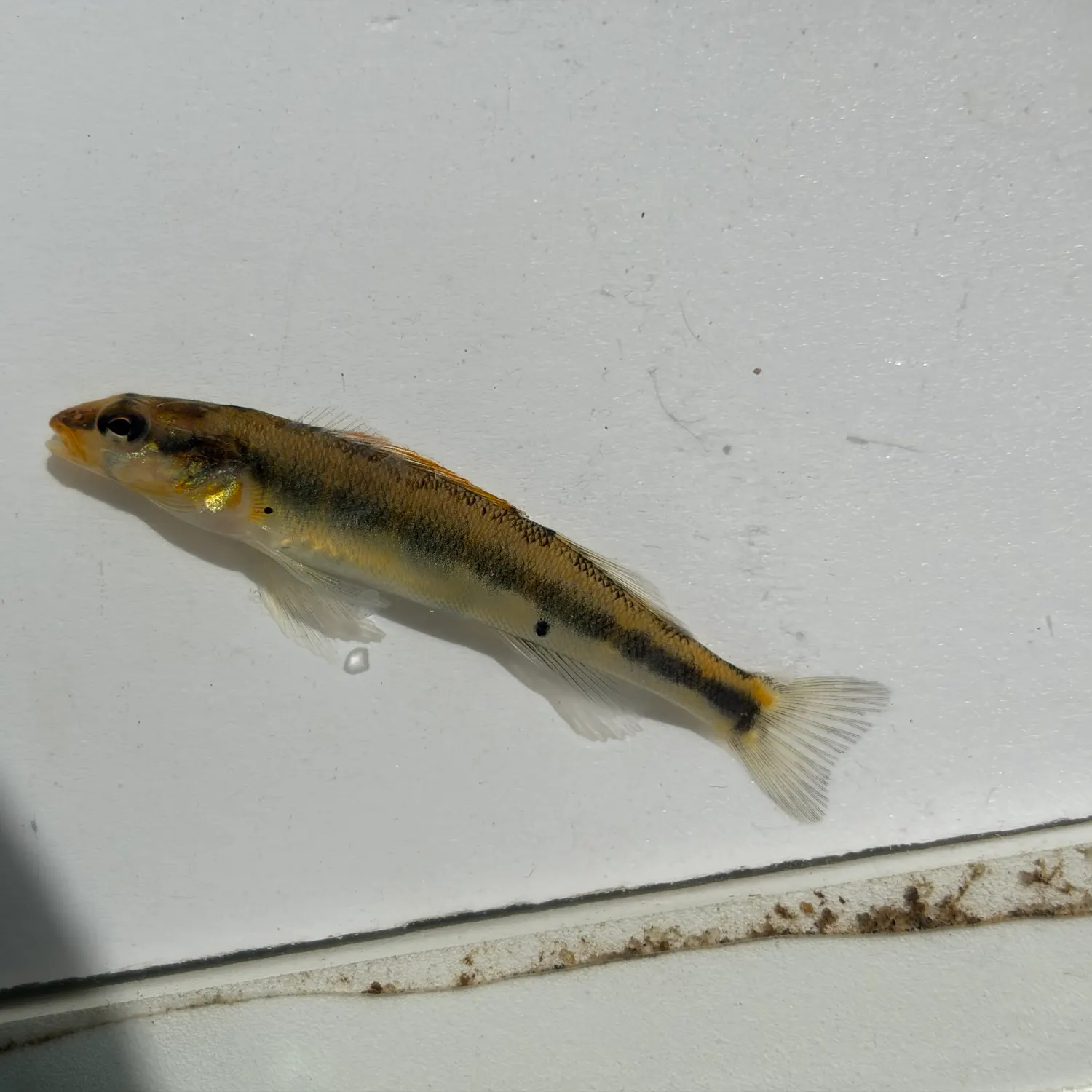 Gilt darter caught on Fishbrain