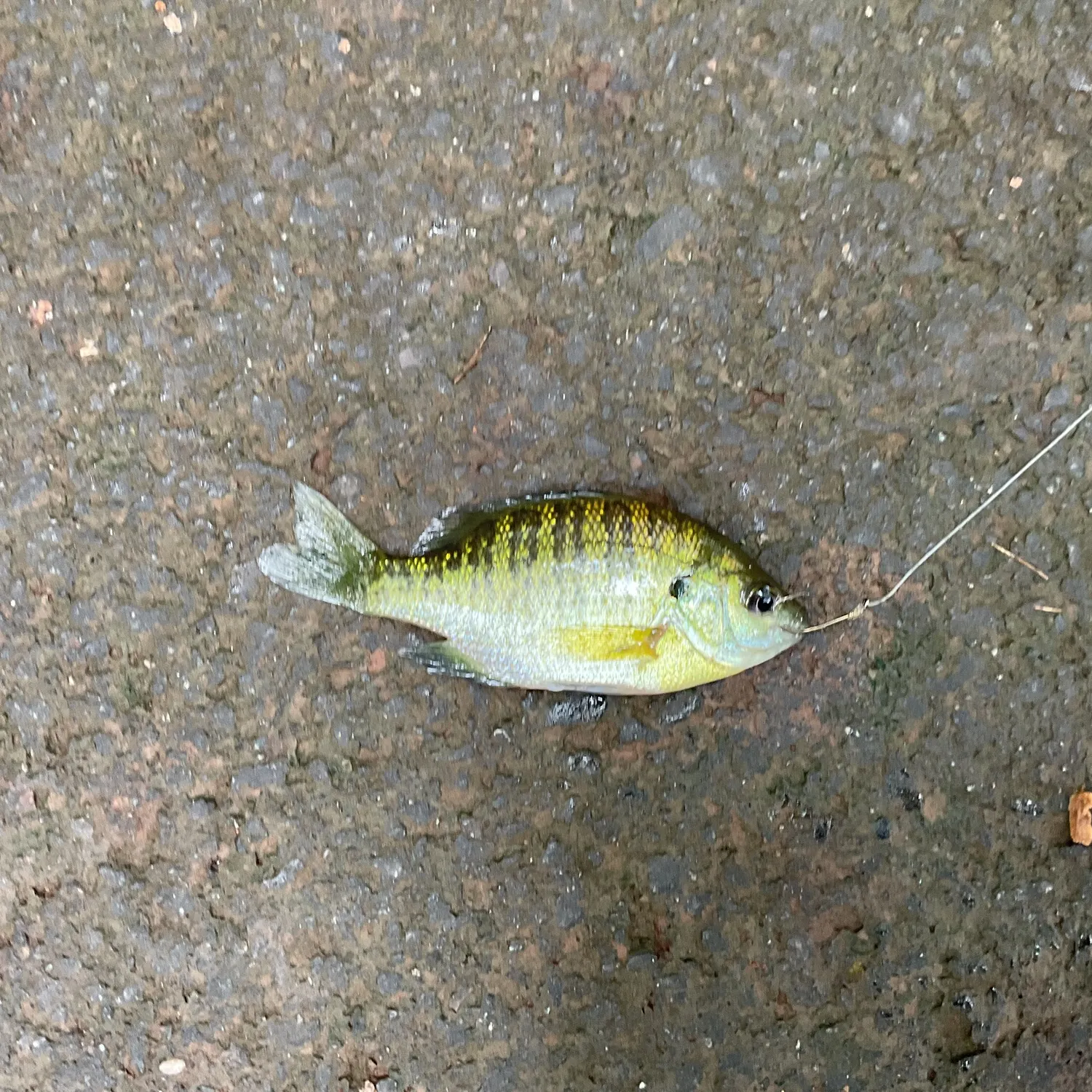 Bluegill caught on Fishbrain