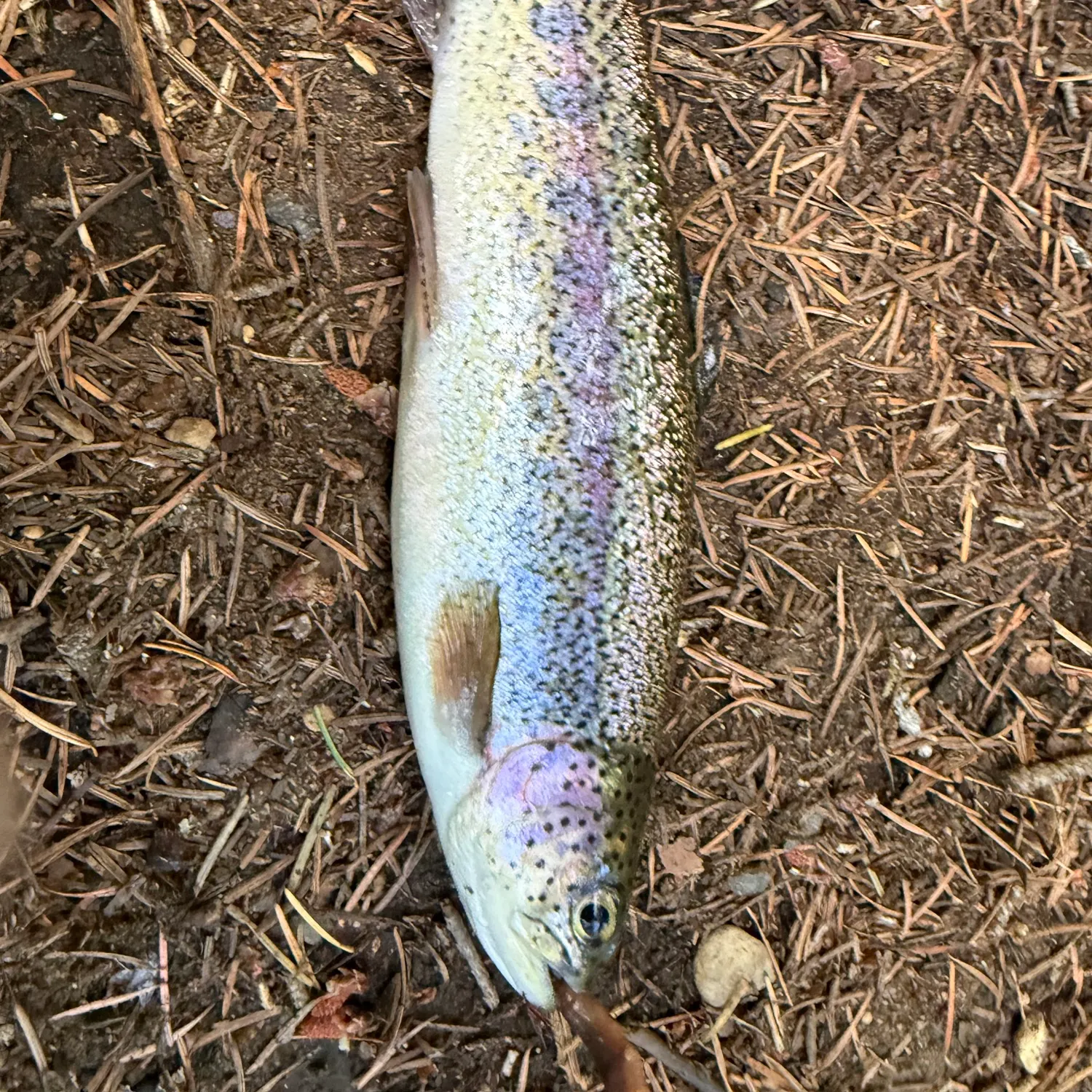 Rainbow trout caught on Fishbrain