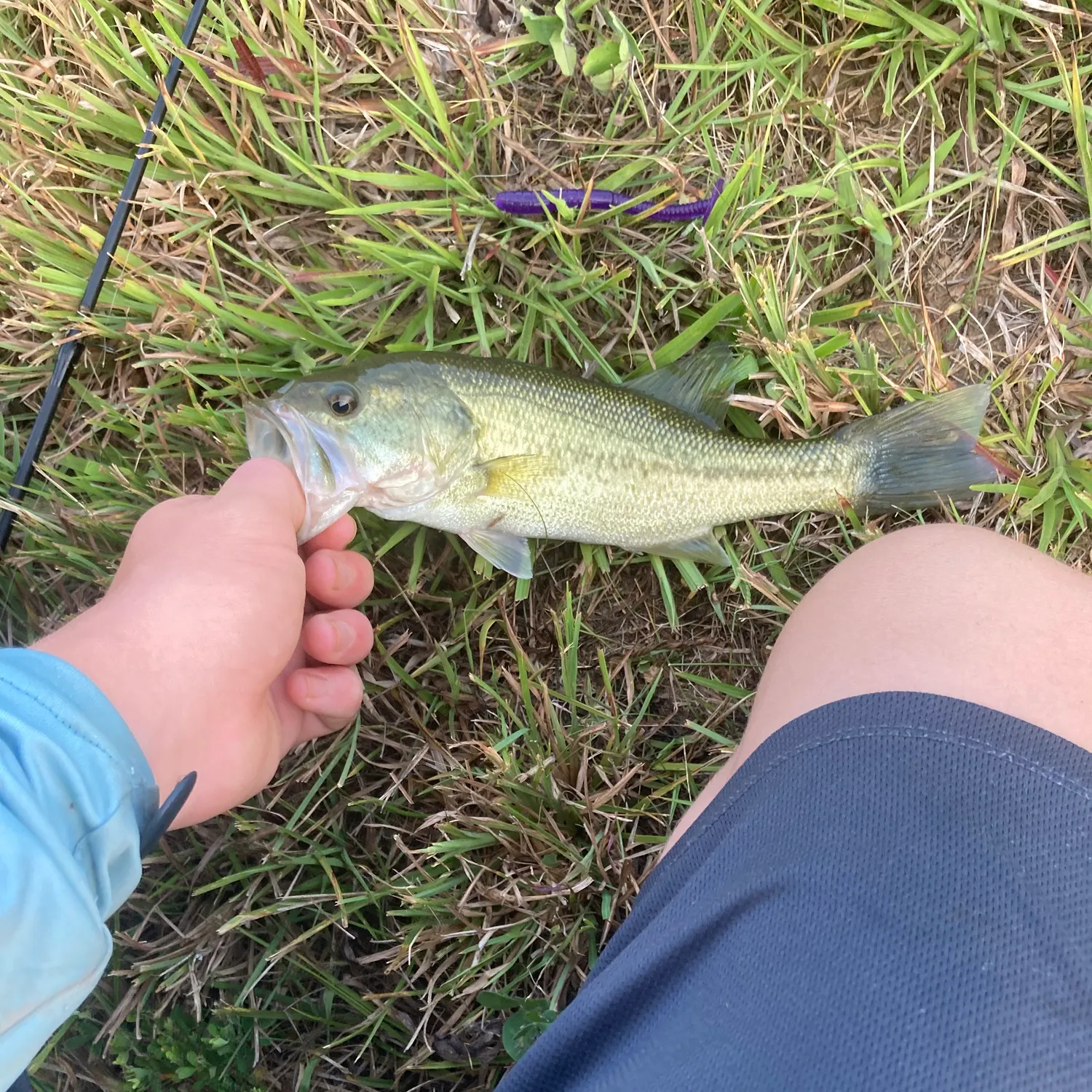 The most recent F1 bass catches on Fishbrain