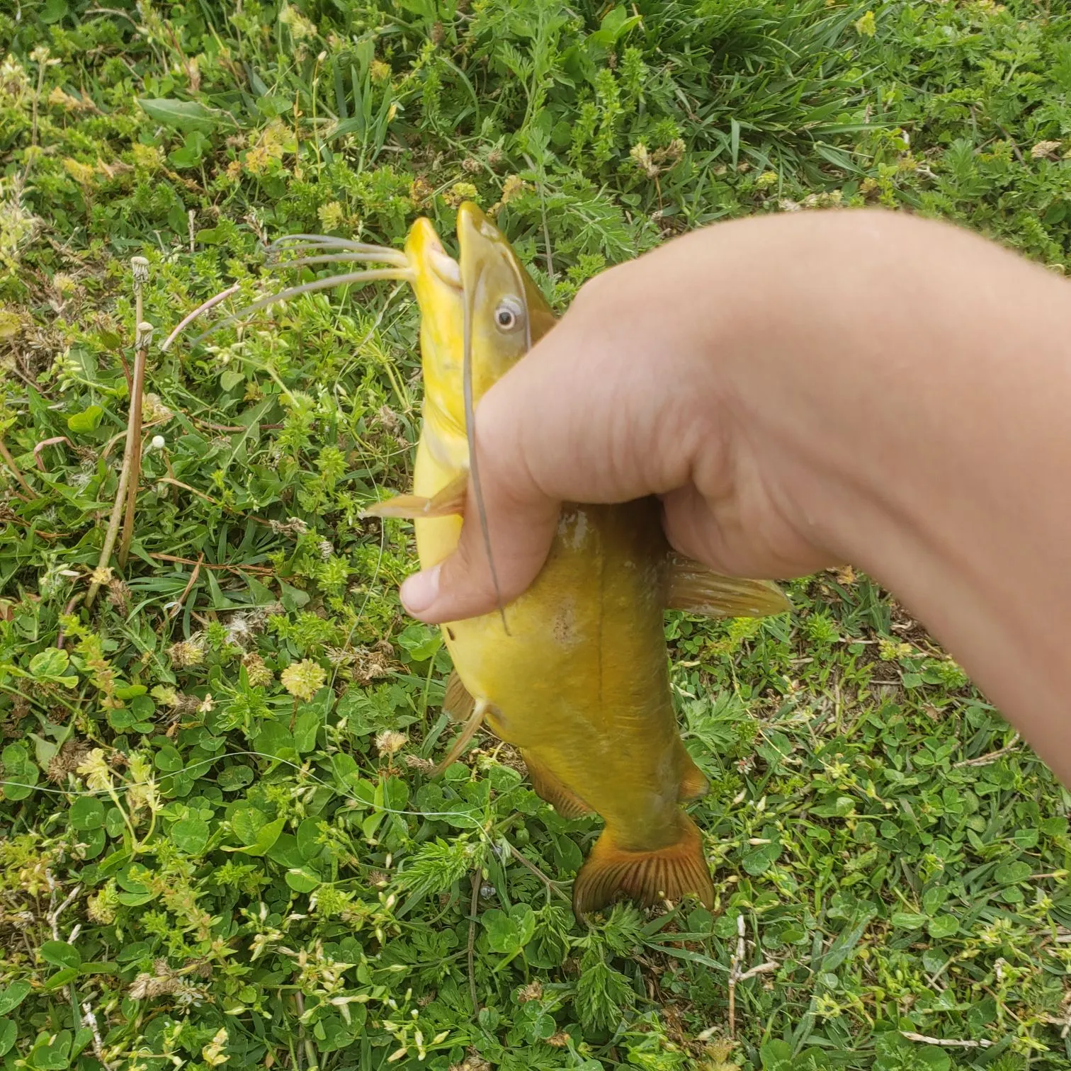 The most recent Yellow bullhead catches on Fishbrain