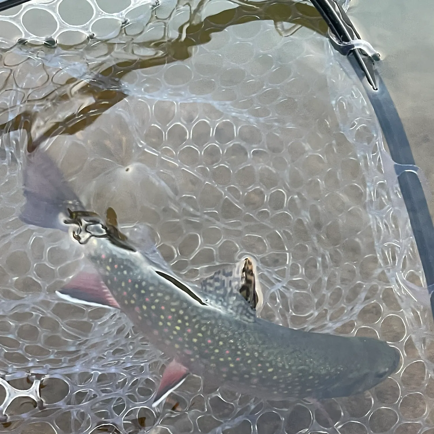 Brook trout caught on Fishbrain