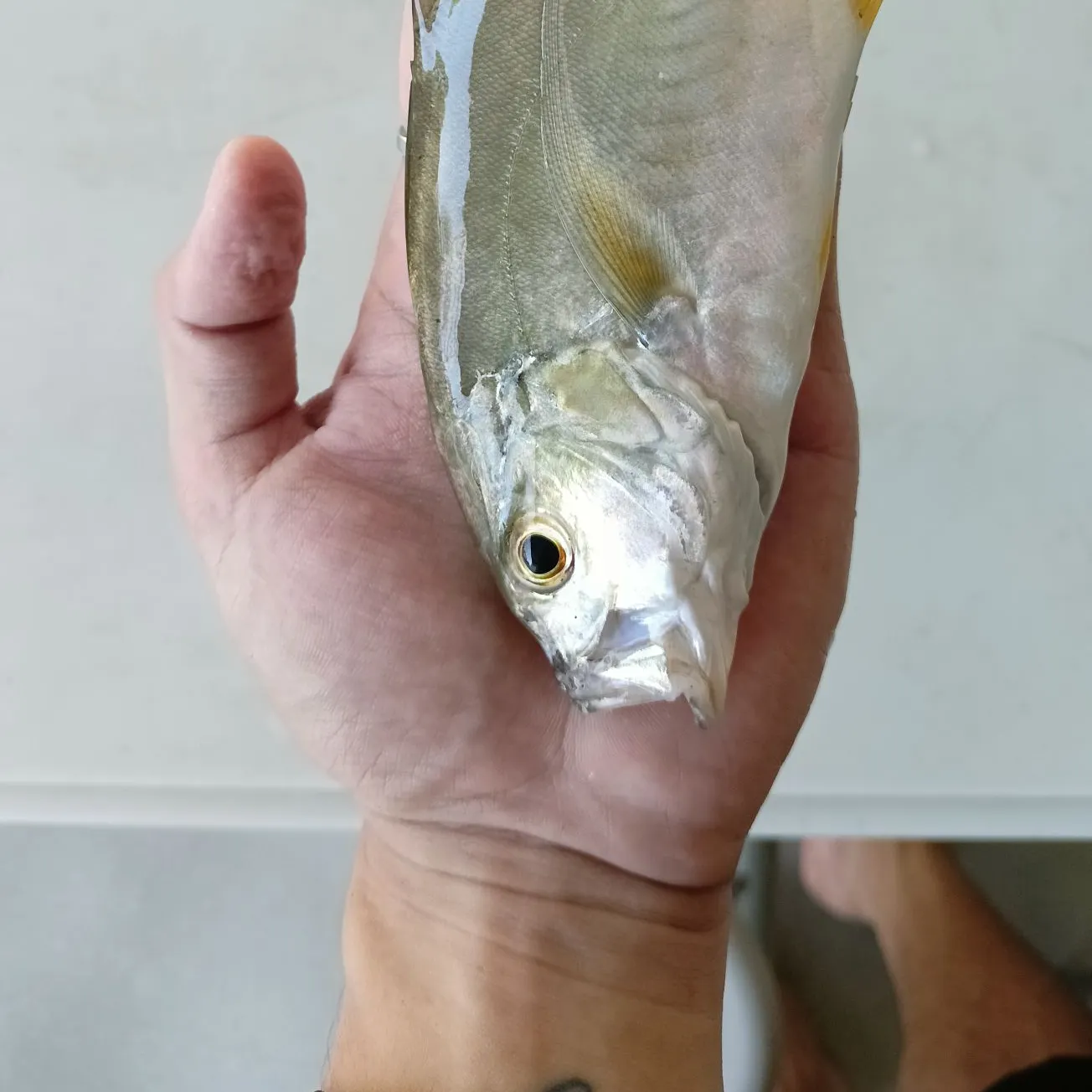 The most recent Almaco jack catches on Fishbrain