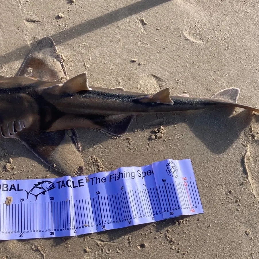 Port Jackson shark caught on Fishbrain