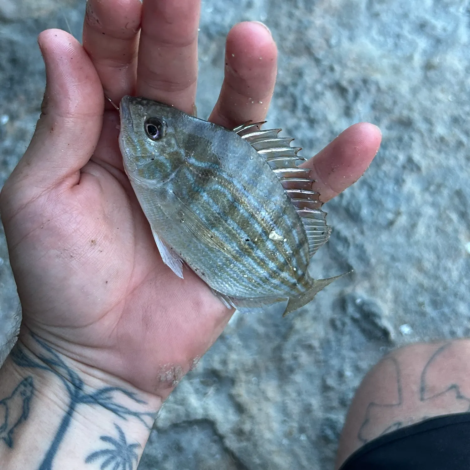 Pinfish caught on Fishbrain
