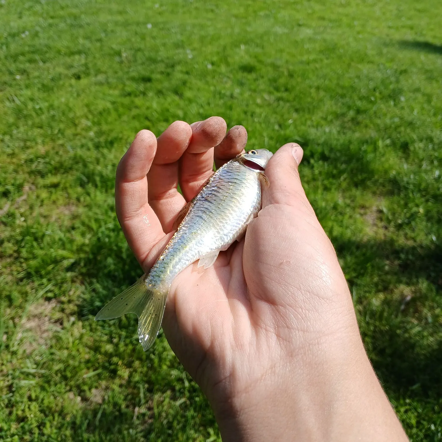 The most recent Striped shiner catches on Fishbrain