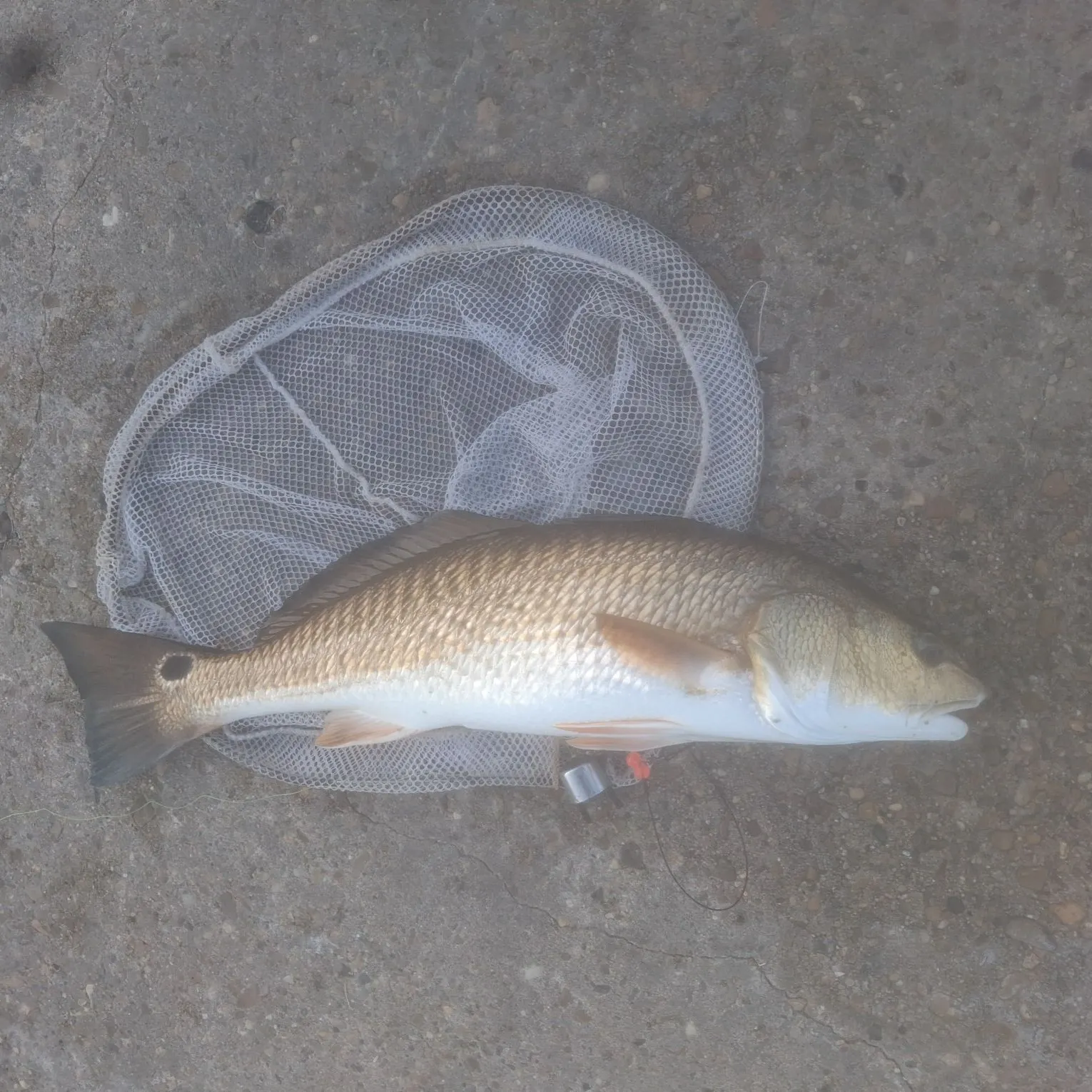 Red drum caught on Fishbrain