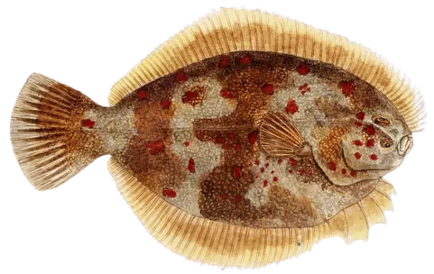 Black flounder