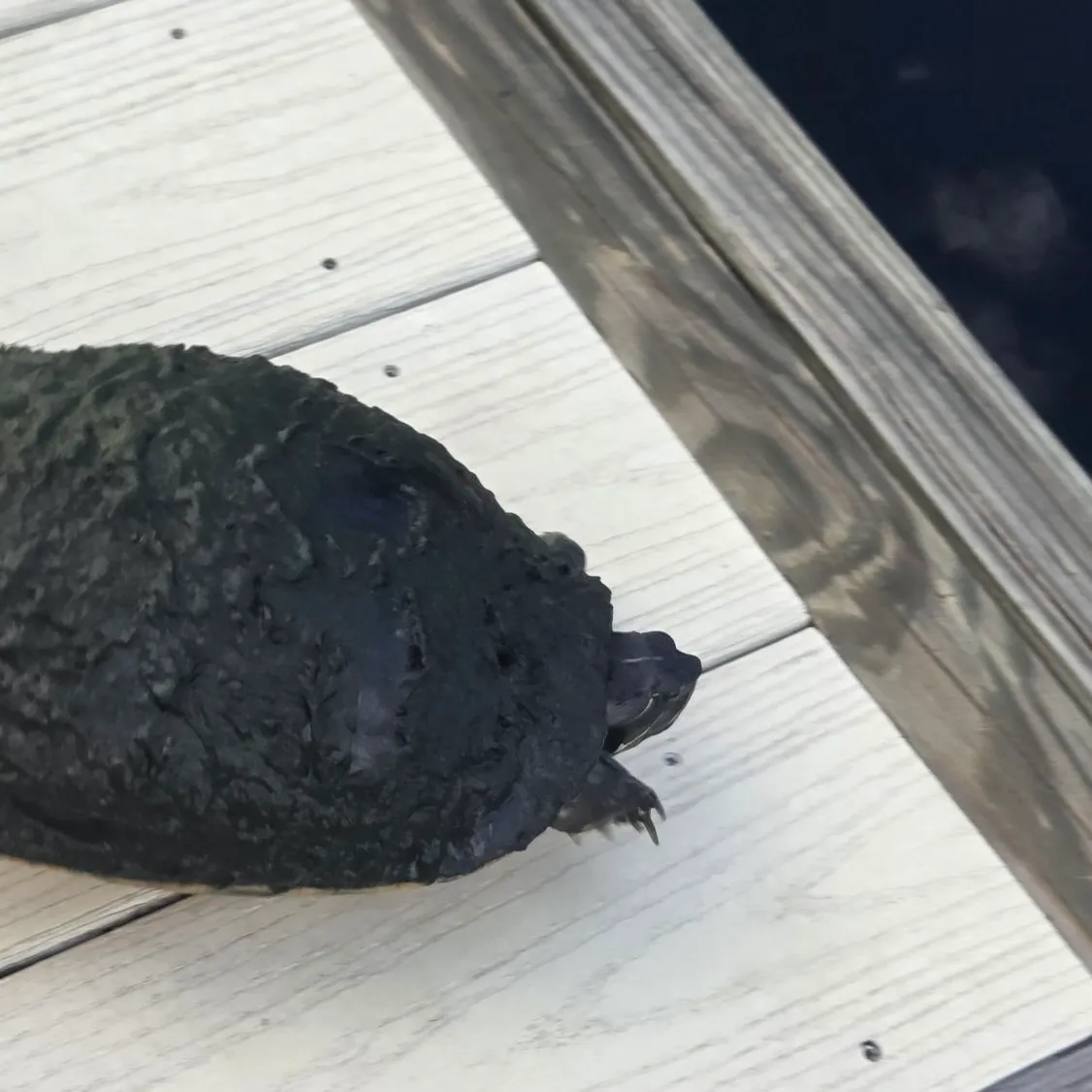 The most recent River cooter turtle catches on Fishbrain