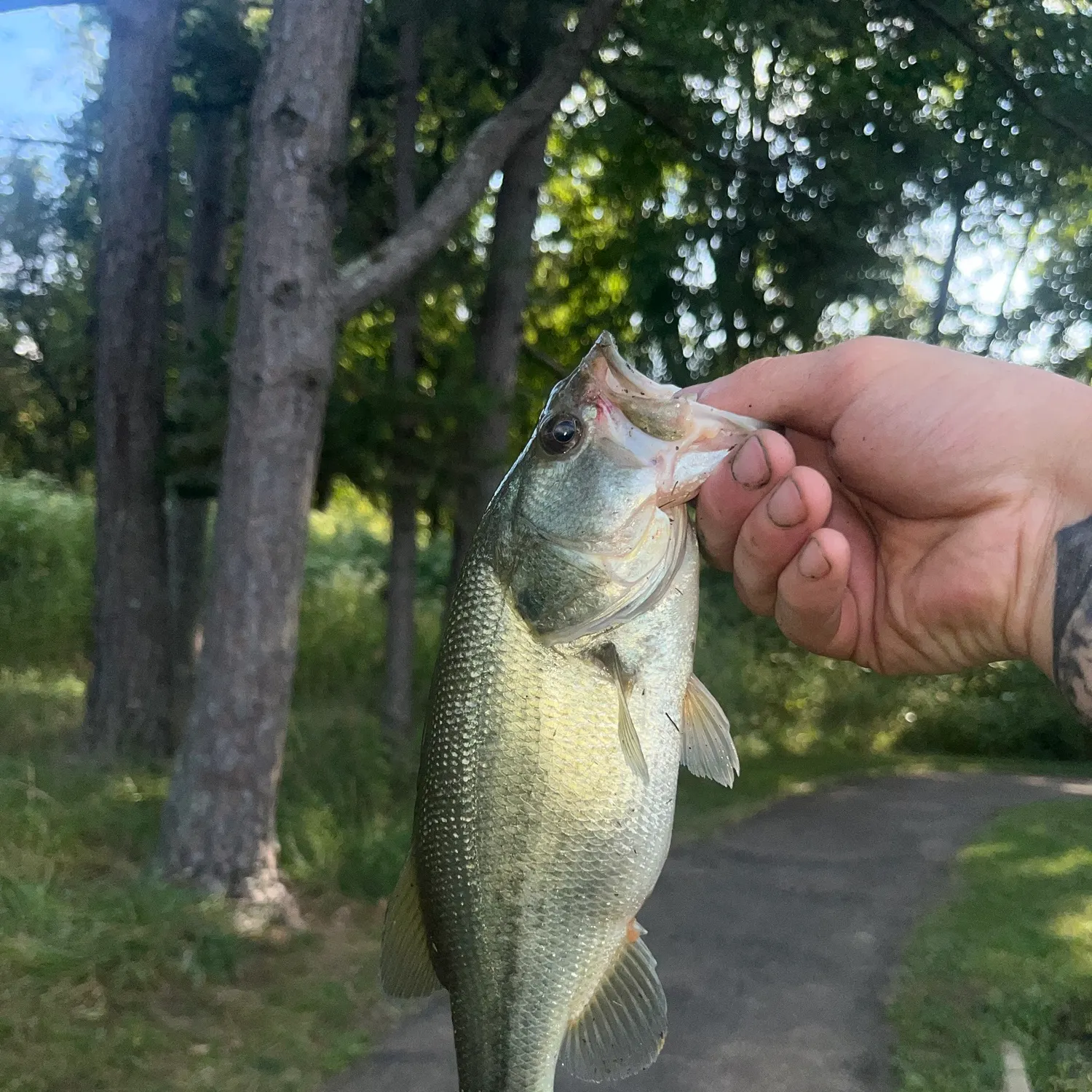 Largemouth bass caught on Fishbrain