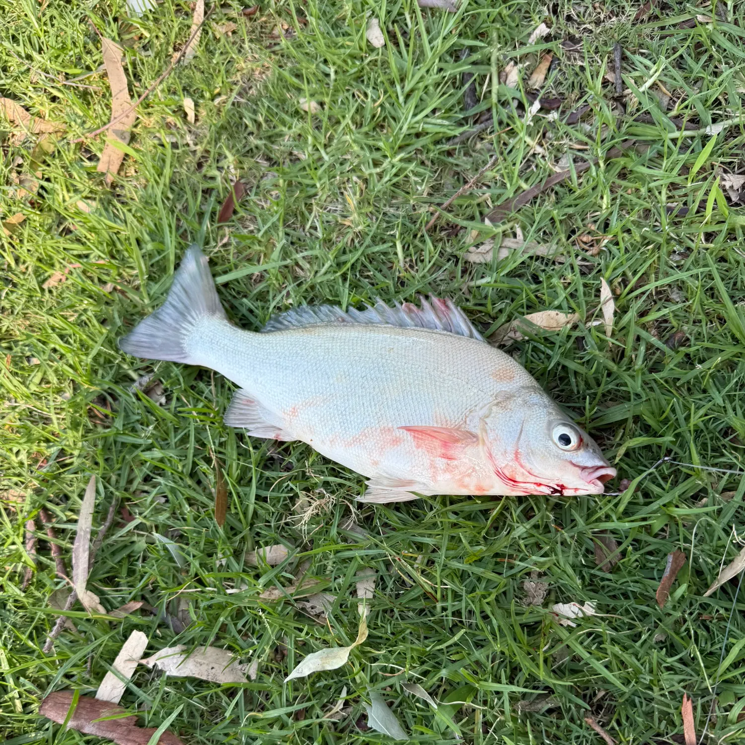 The most recent Bidyan perch catches on Fishbrain