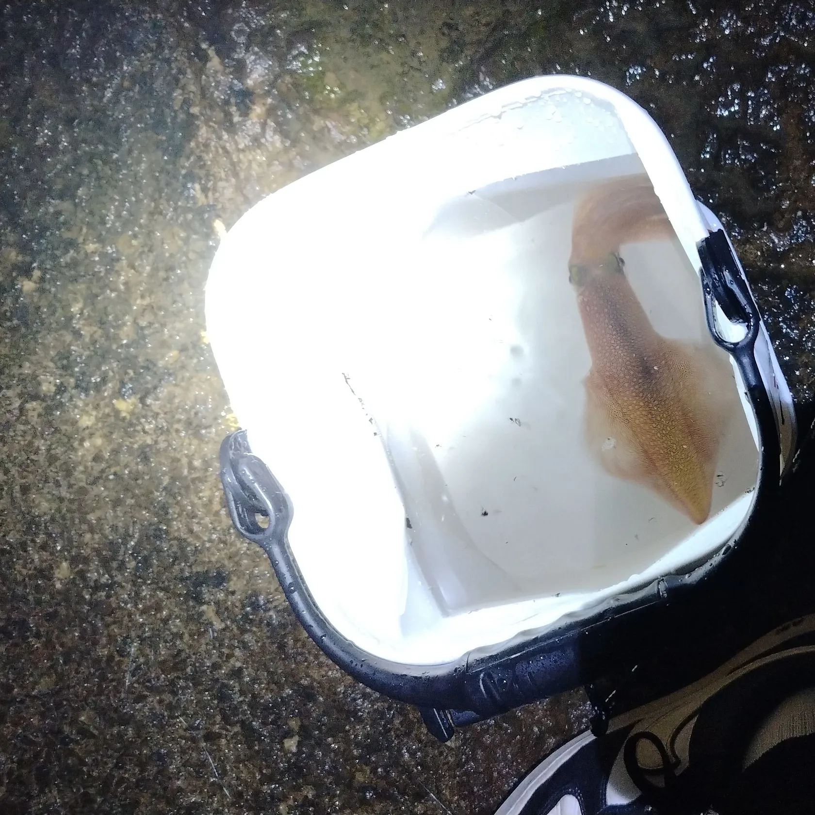 The most recent Southern calamari catches on Fishbrain