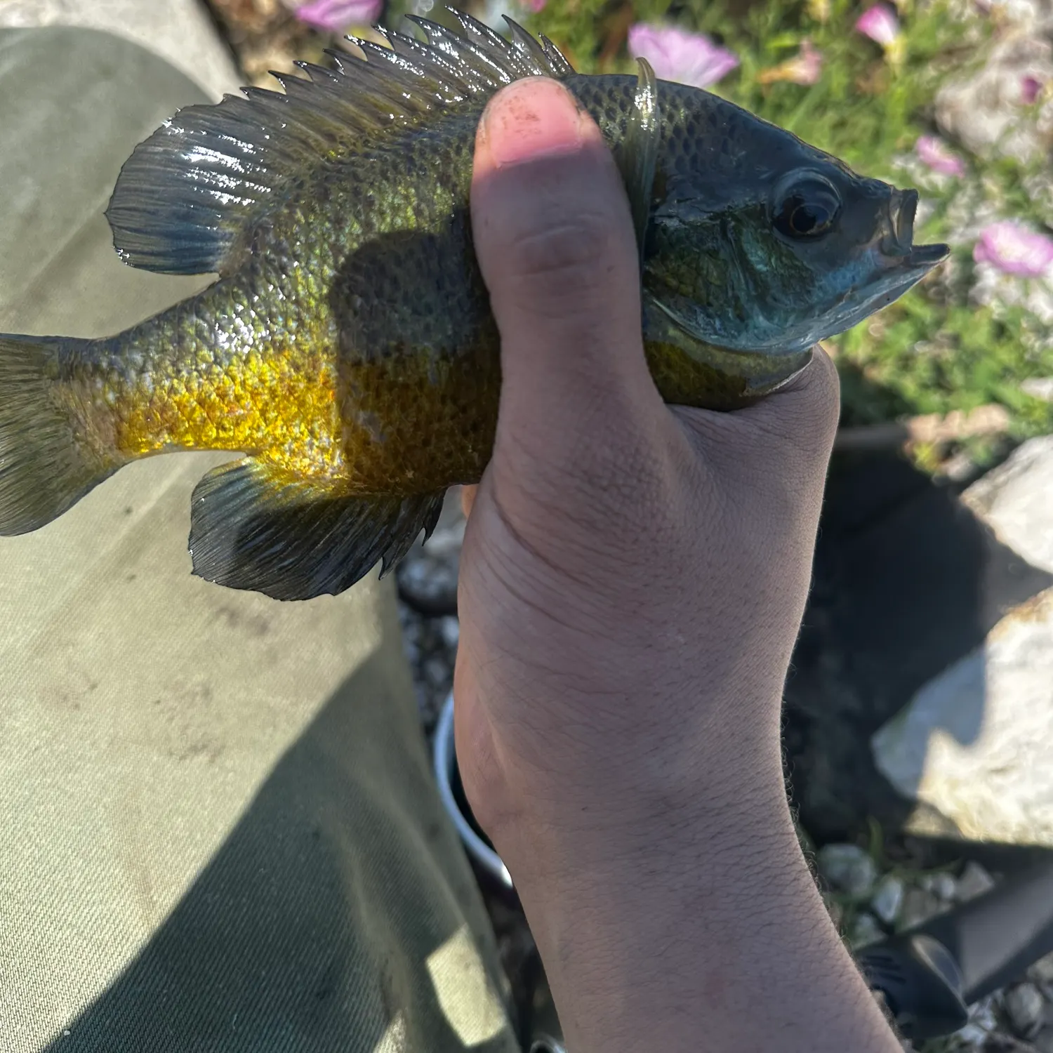 catch