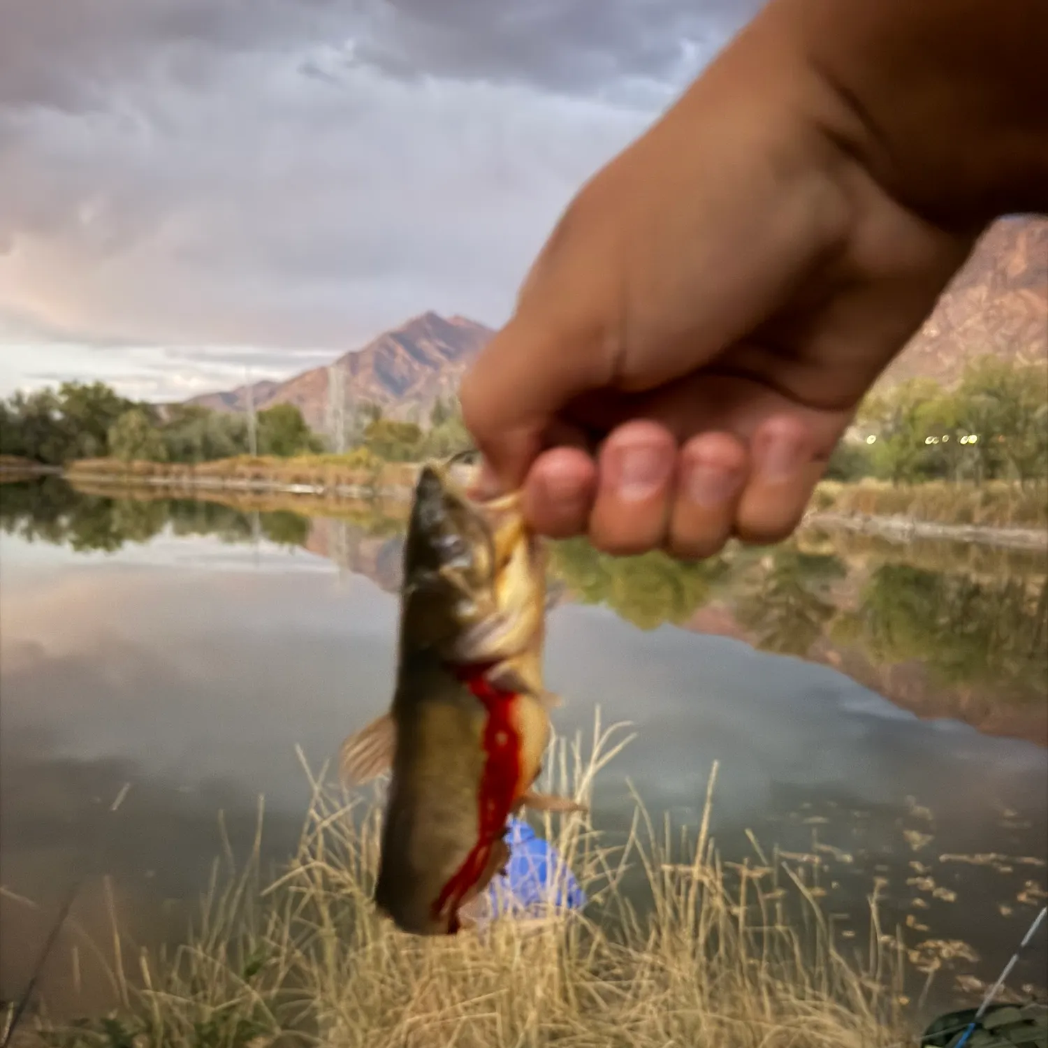 Fish caught on Fishbrain