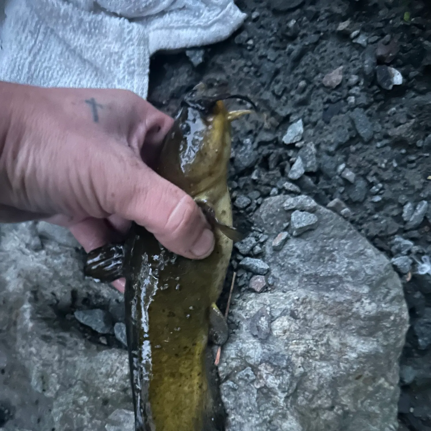 Yellow bullhead caught on Fishbrain