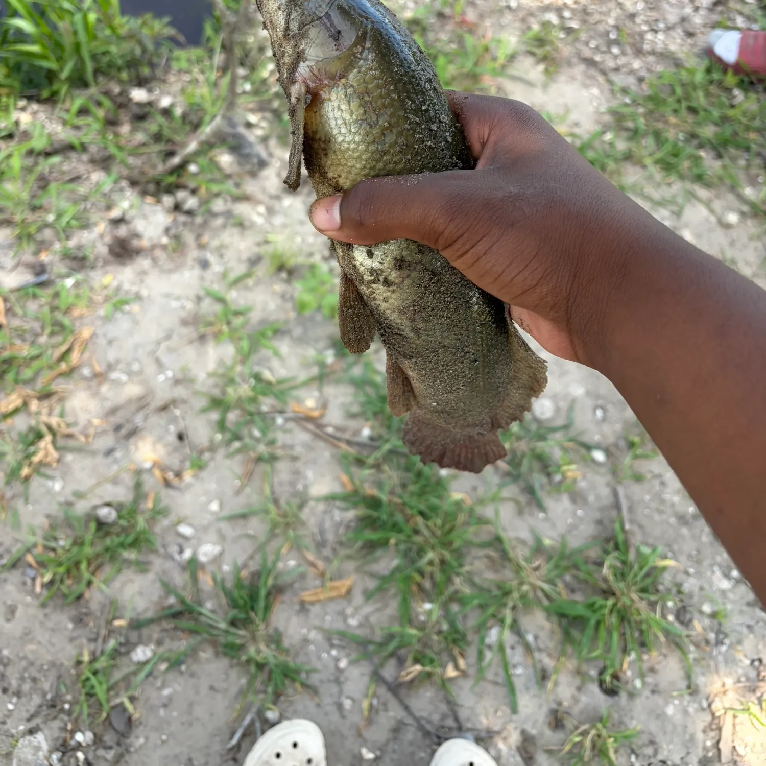 The most recent Eyetail bowfin catches on Fishbrain