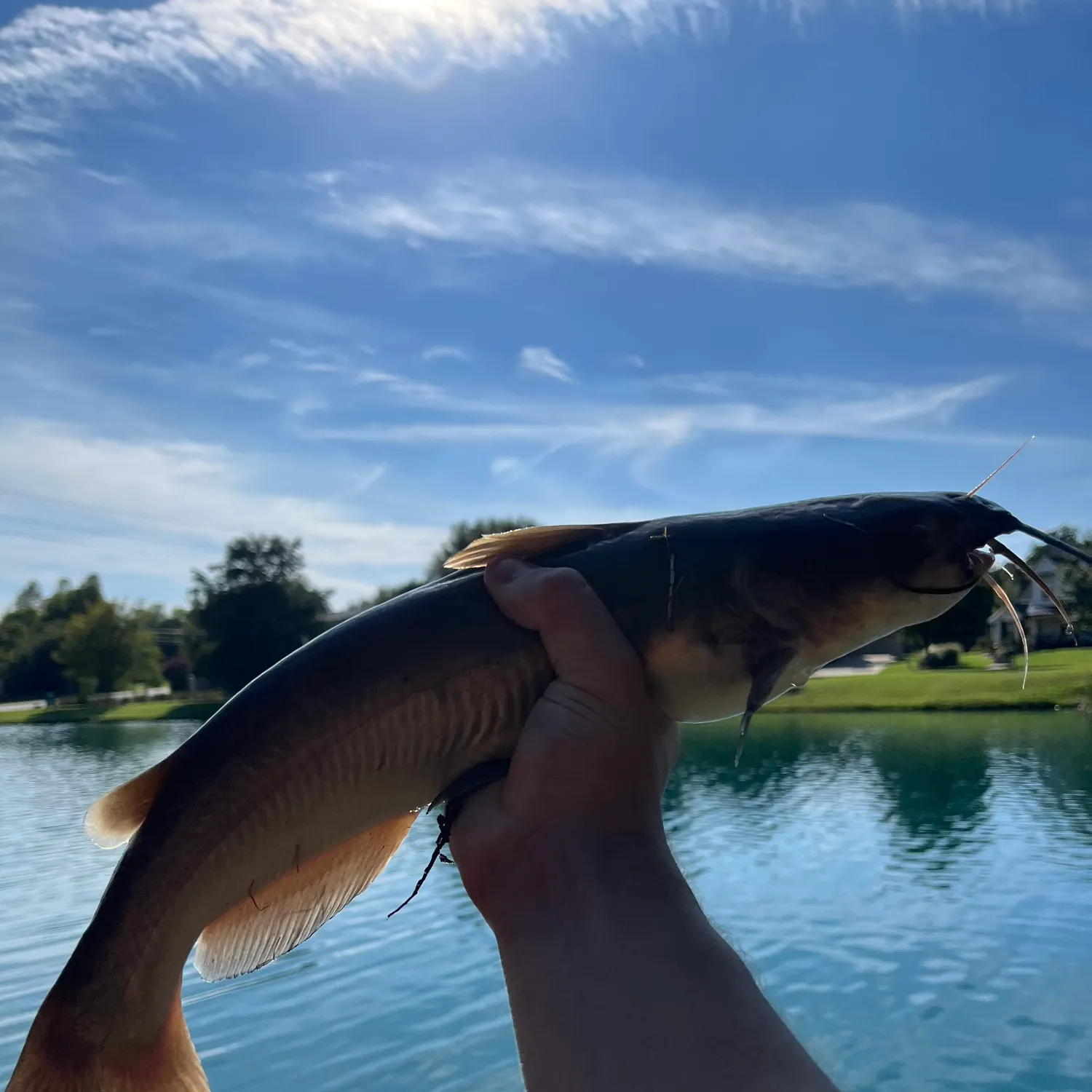 Channel catfish caught on Fishbrain