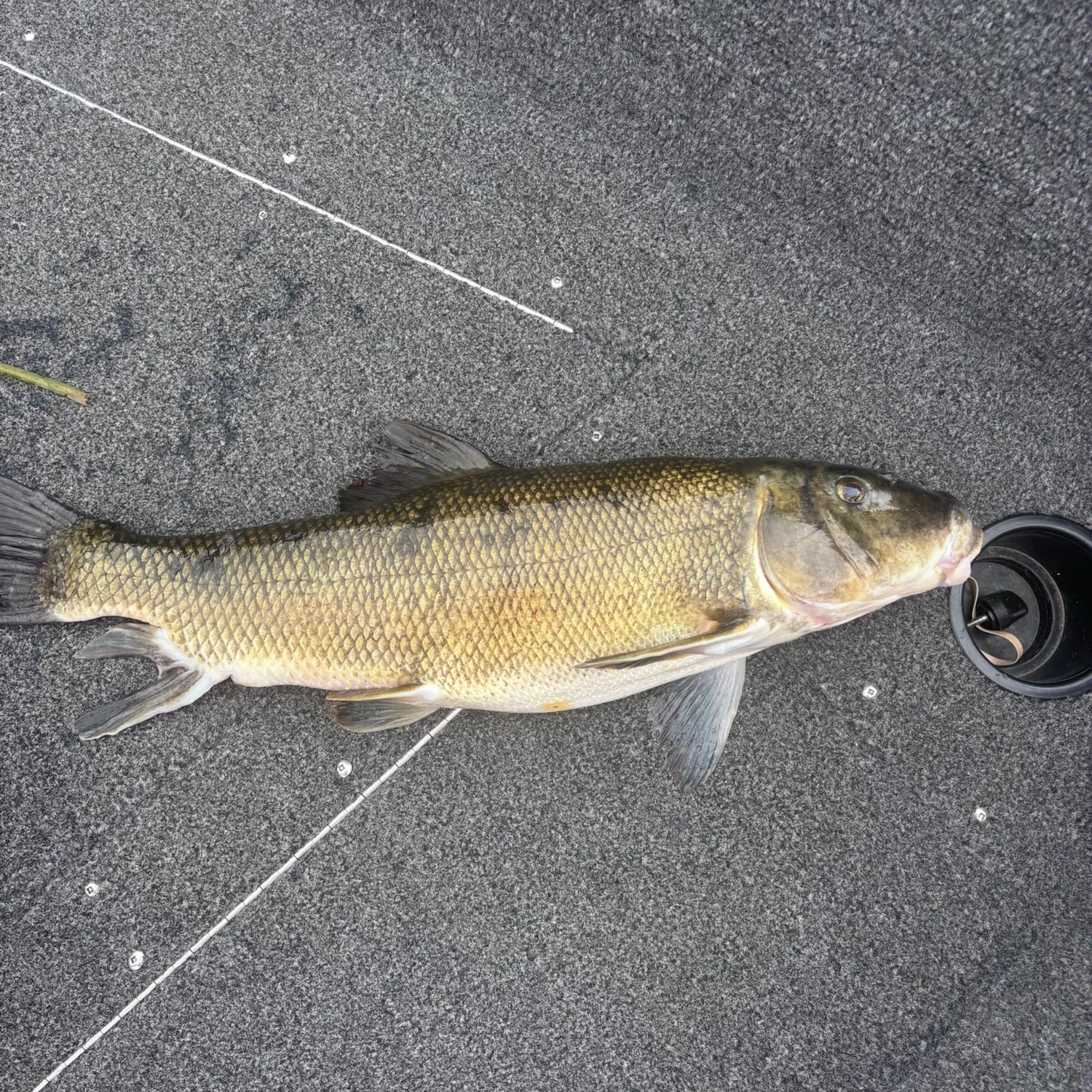 White sucker caught on Fishbrain
