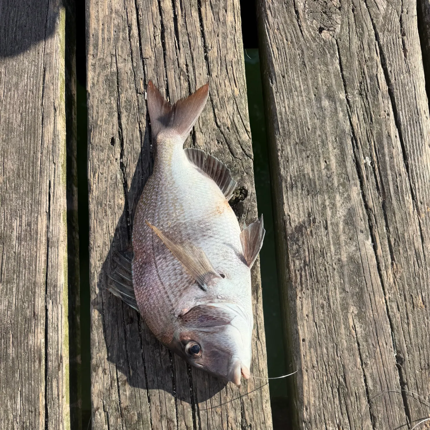 Scup caught on Fishbrain