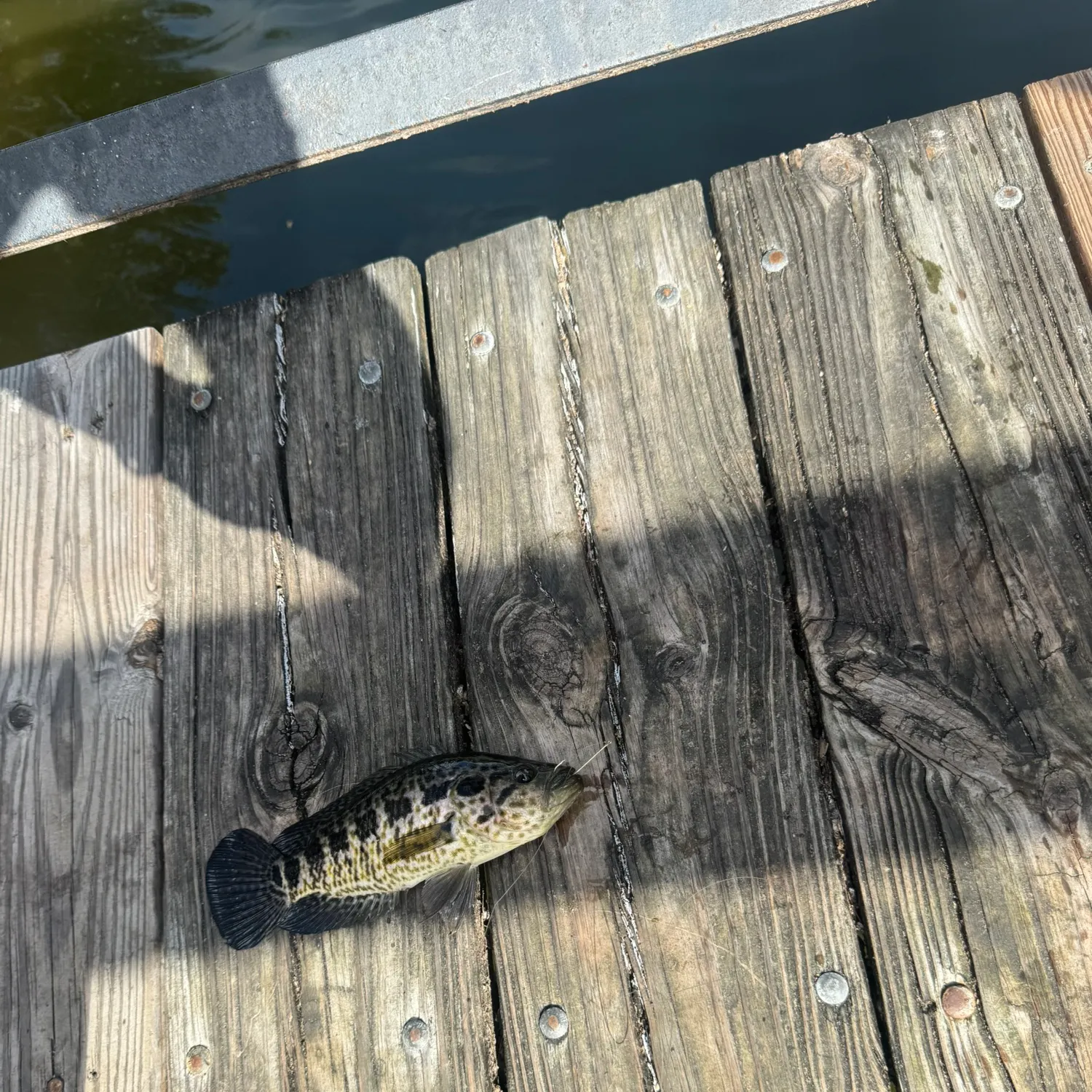 The most recent Jaguar cichlid catches on Fishbrain