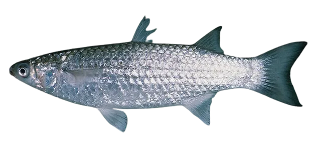 Greenback mullet