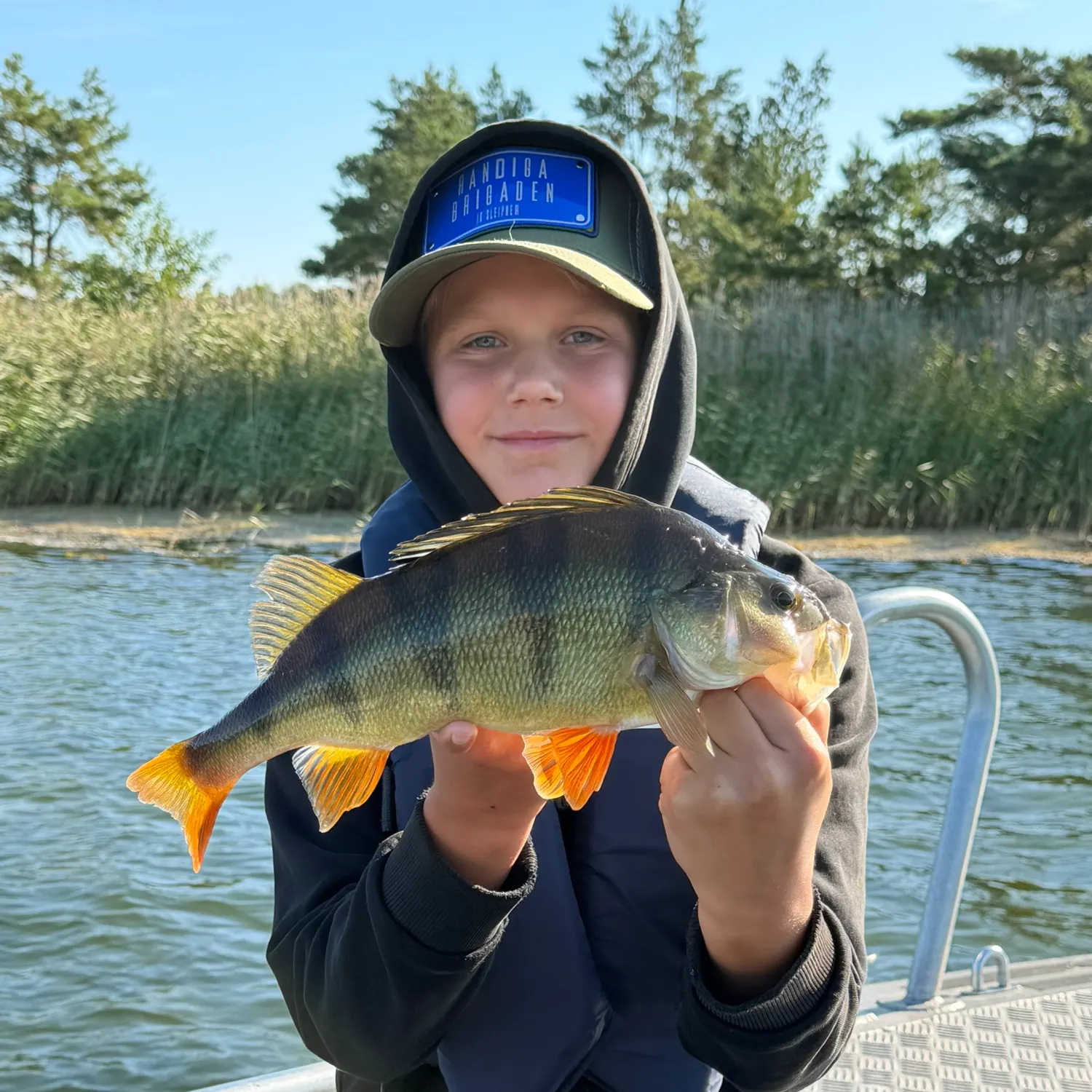 European perch caught on Fishbrain