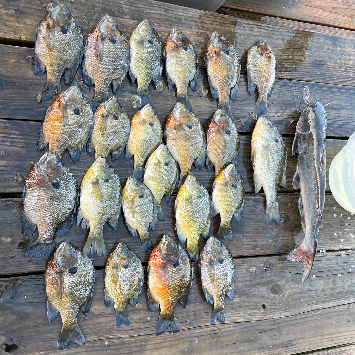 recently logged catches