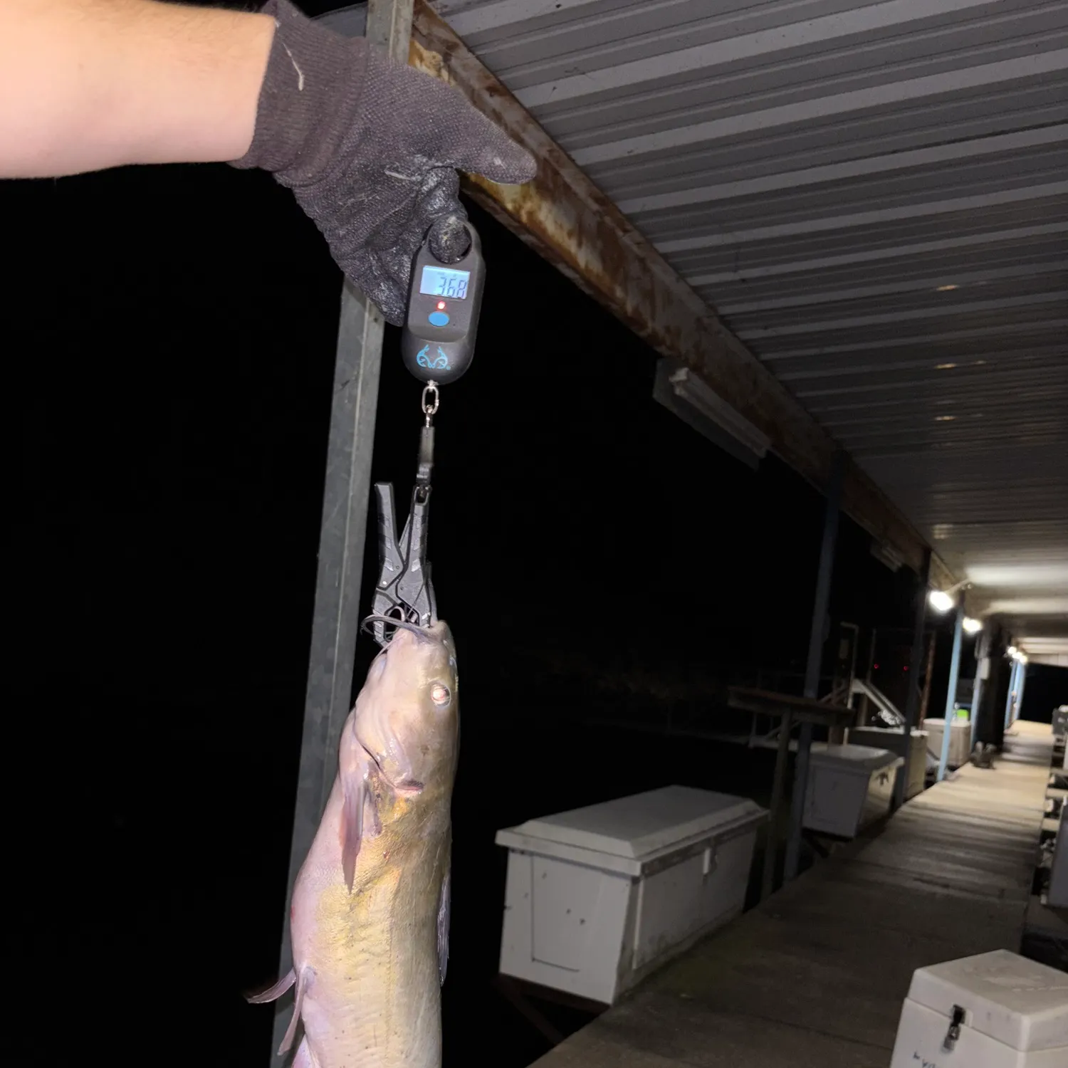 Channel catfish caught on Fishbrain