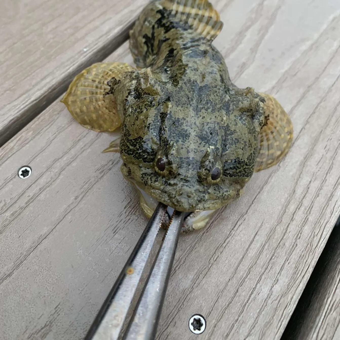 The most recent Gulf toadfish catches on Fishbrain