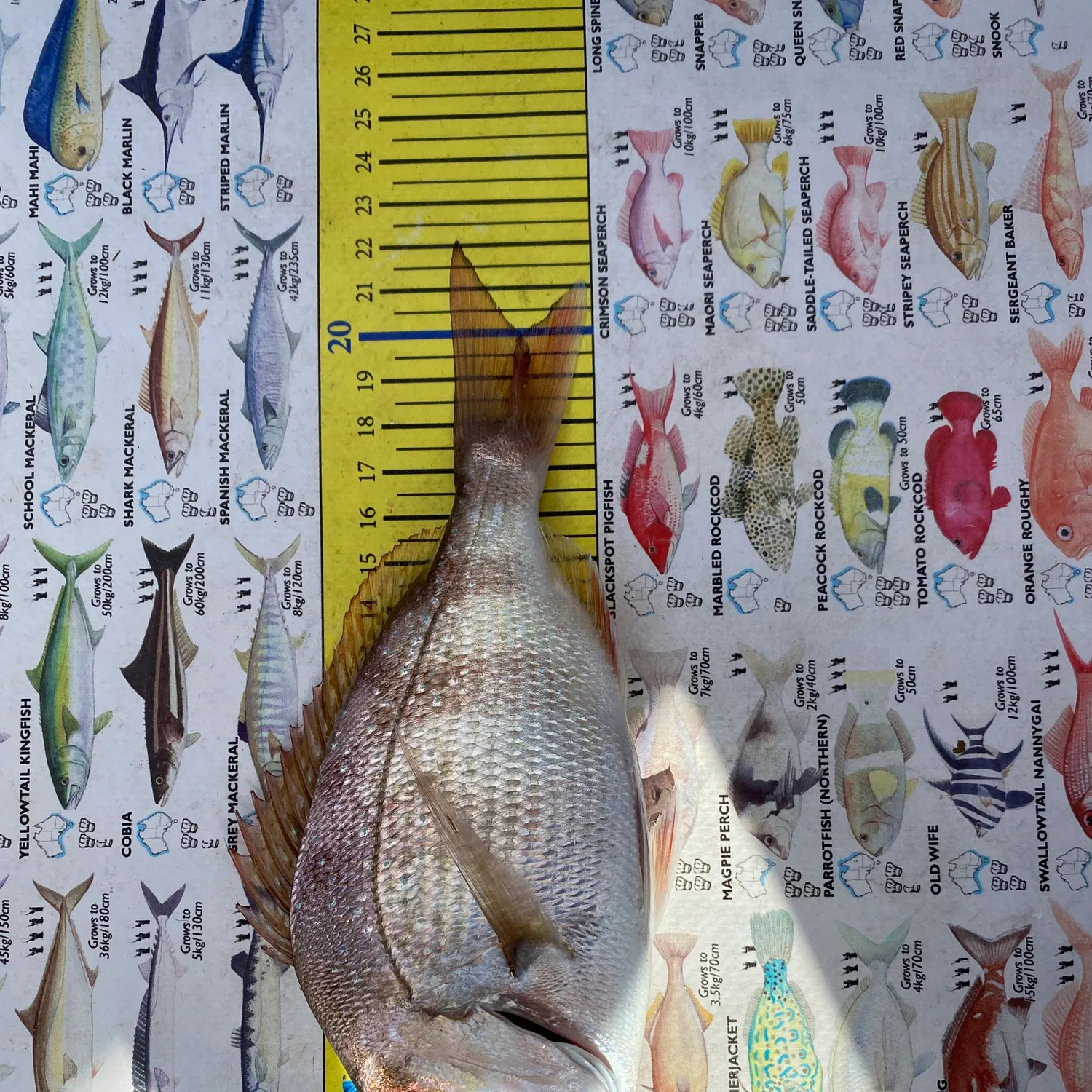 recently logged catches