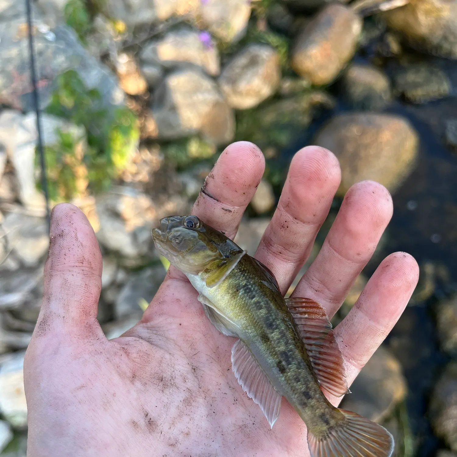 The most recent Round goby catches on Fishbrain