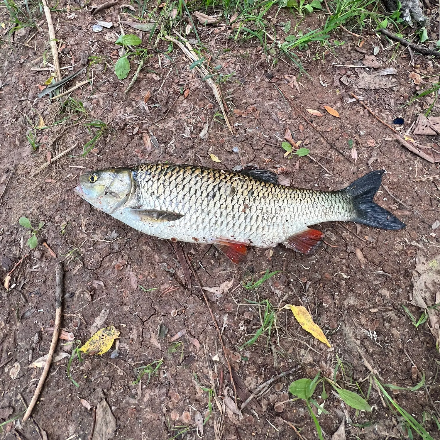 European chub caught on Fishbrain
