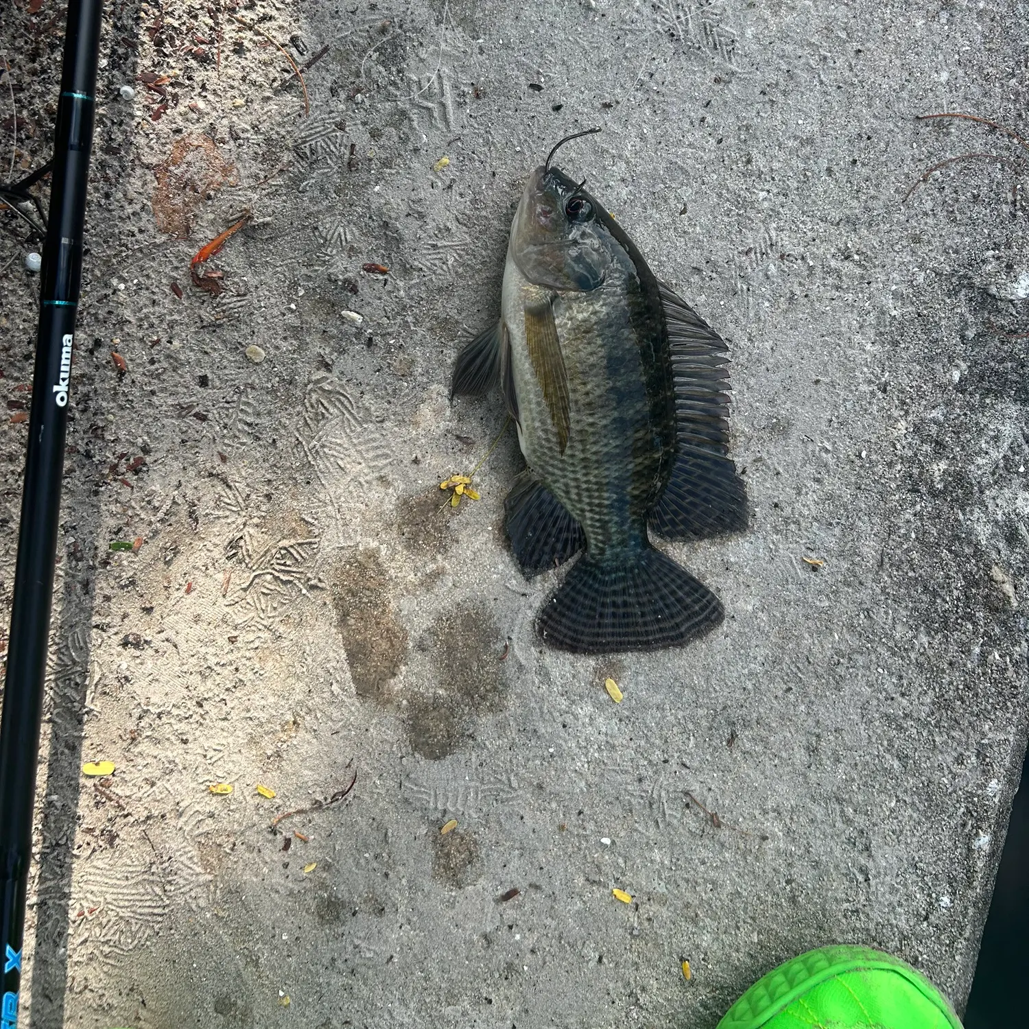 recently logged catches