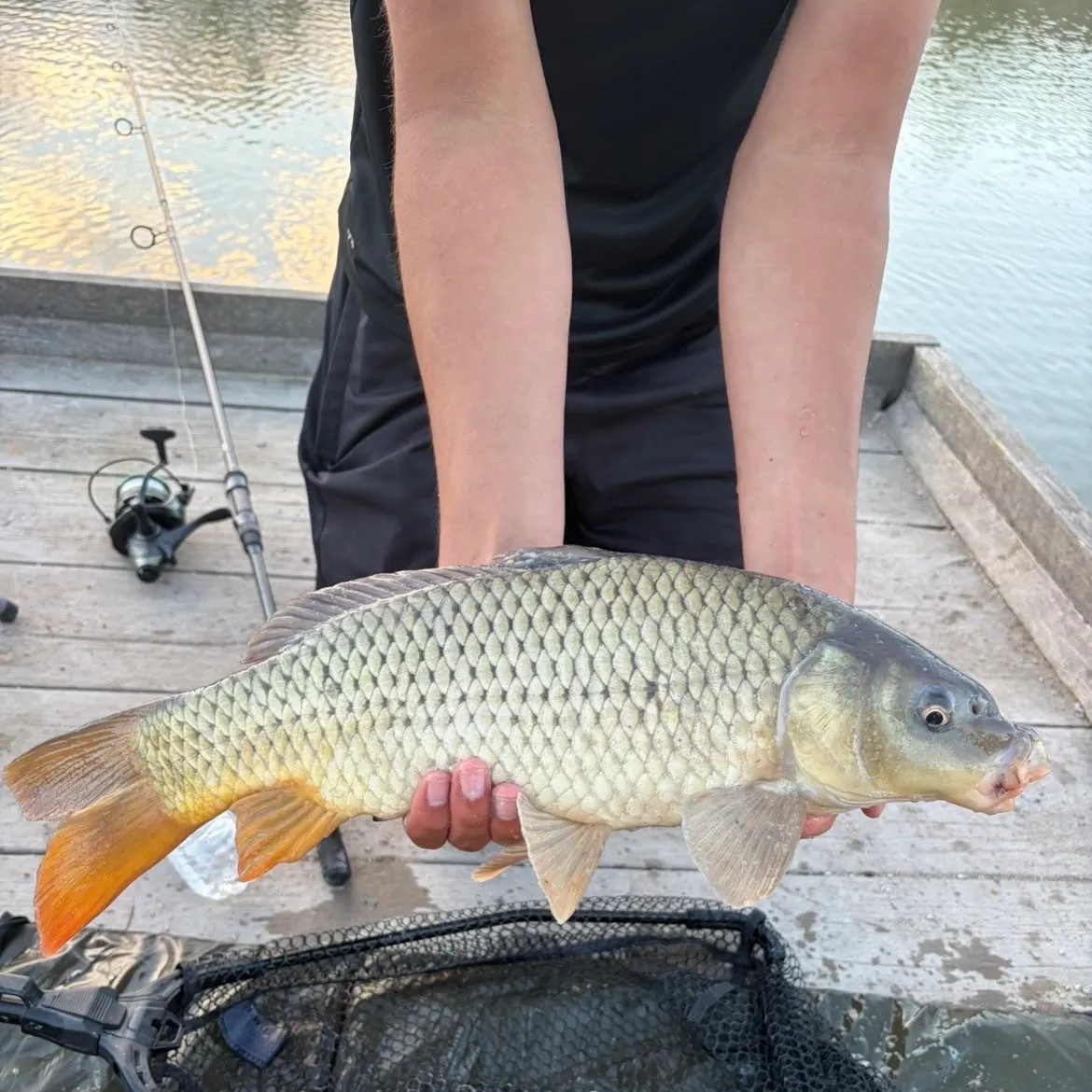 Common carp caught on Fishbrain
