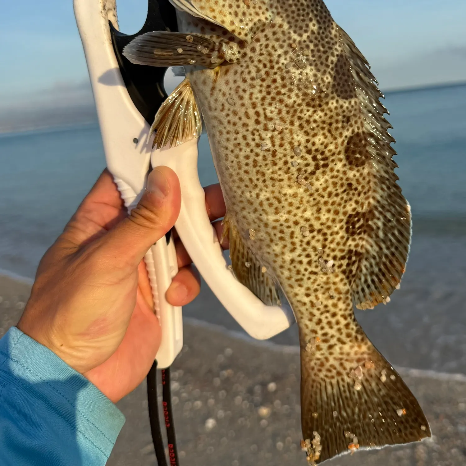 The most recent Orange-spotted grouper catches on Fishbrain