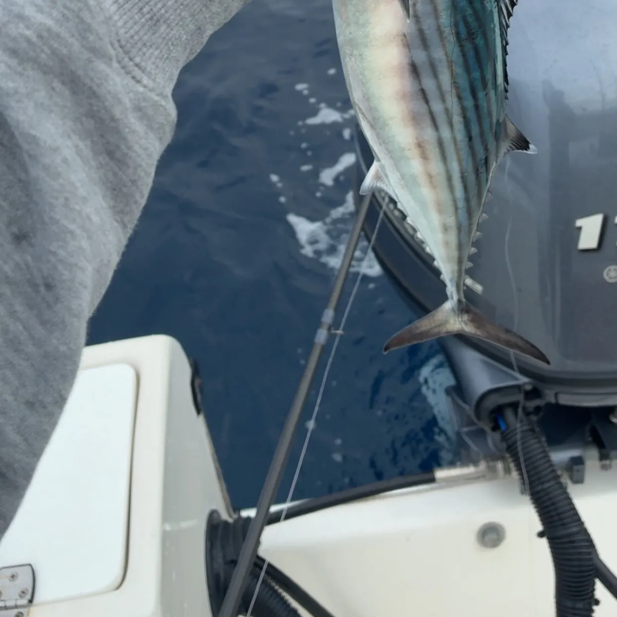 The most recent Pacific bonito catches on Fishbrain