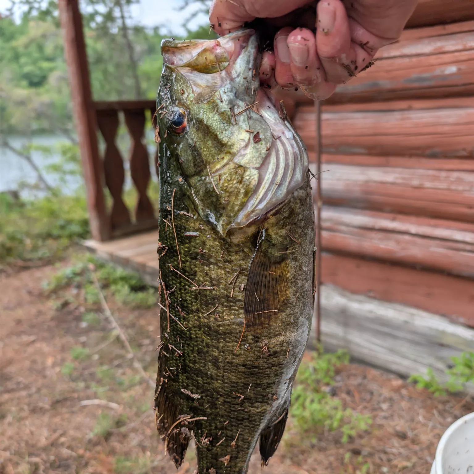 Smallmouth bass caught on Fishbrain