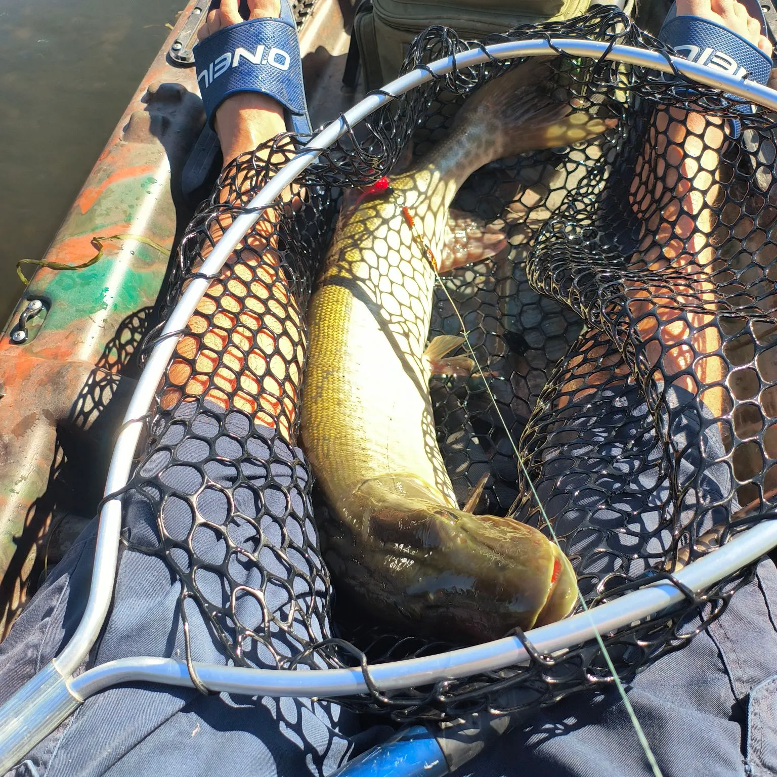 Muskie caught on Fishbrain