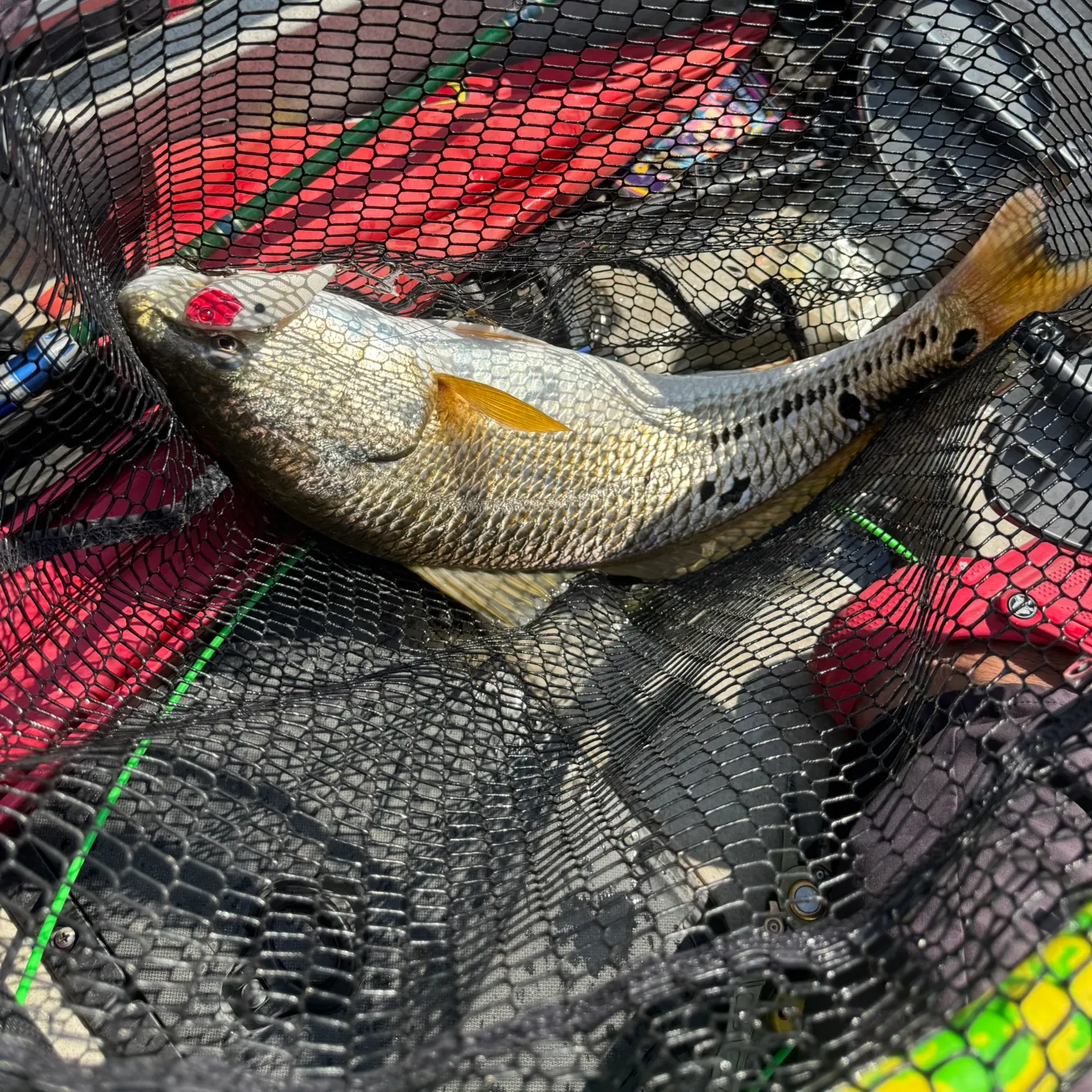 Red drum caught on Fishbrain