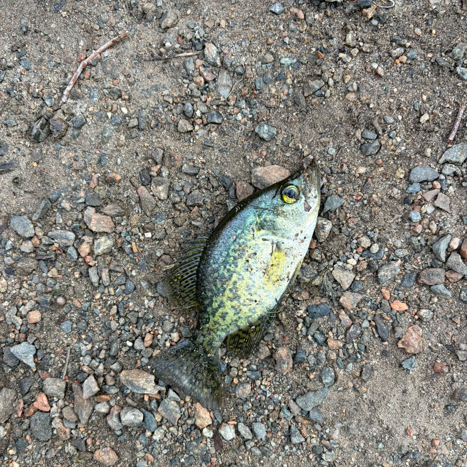 Black crappie caught on Fishbrain