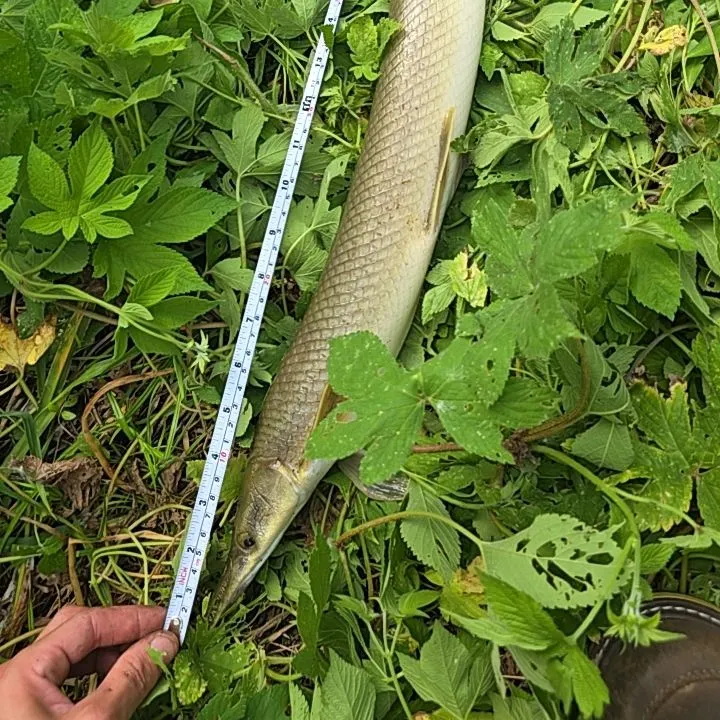 Shortnose gar caught on Fishbrain