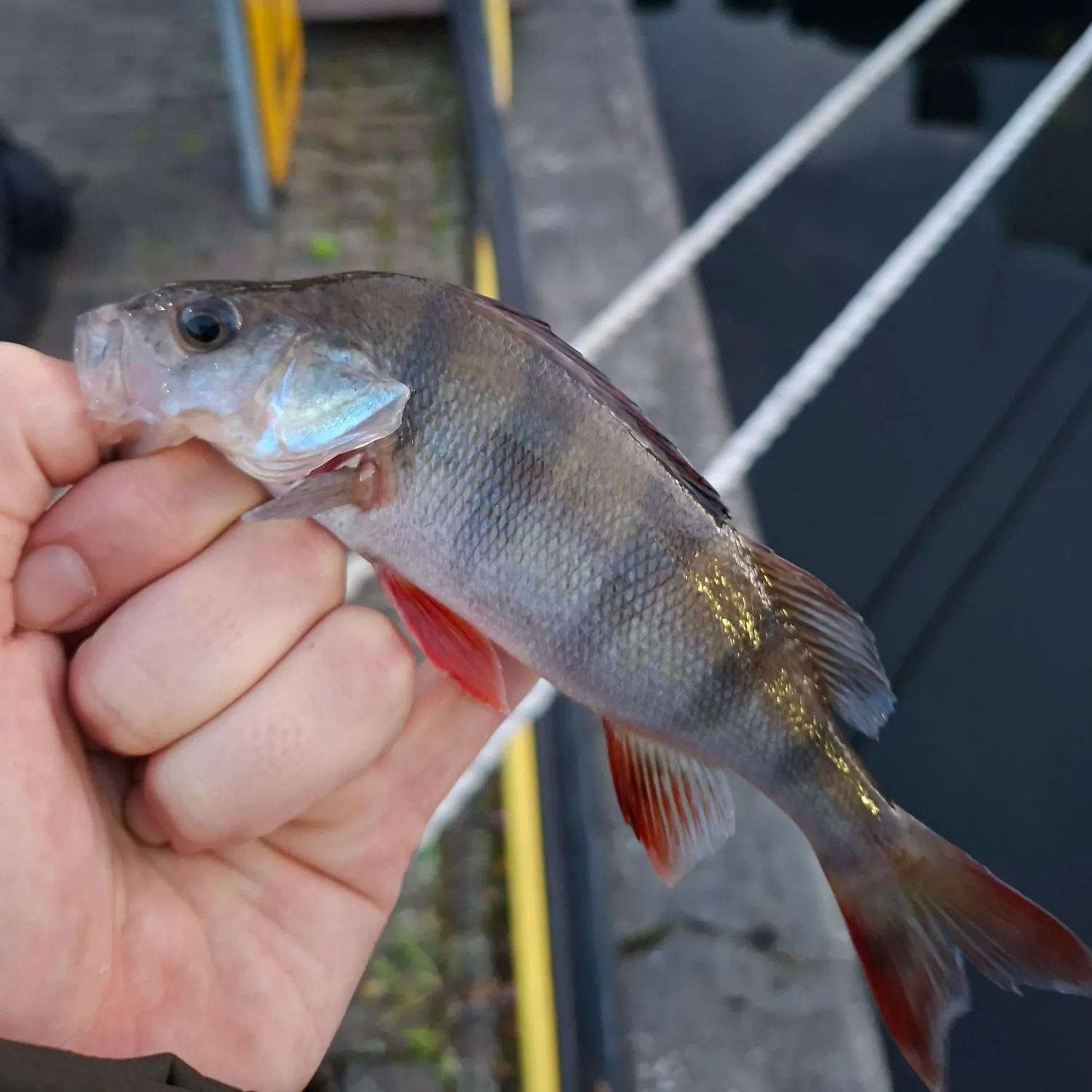European perch caught on Fishbrain