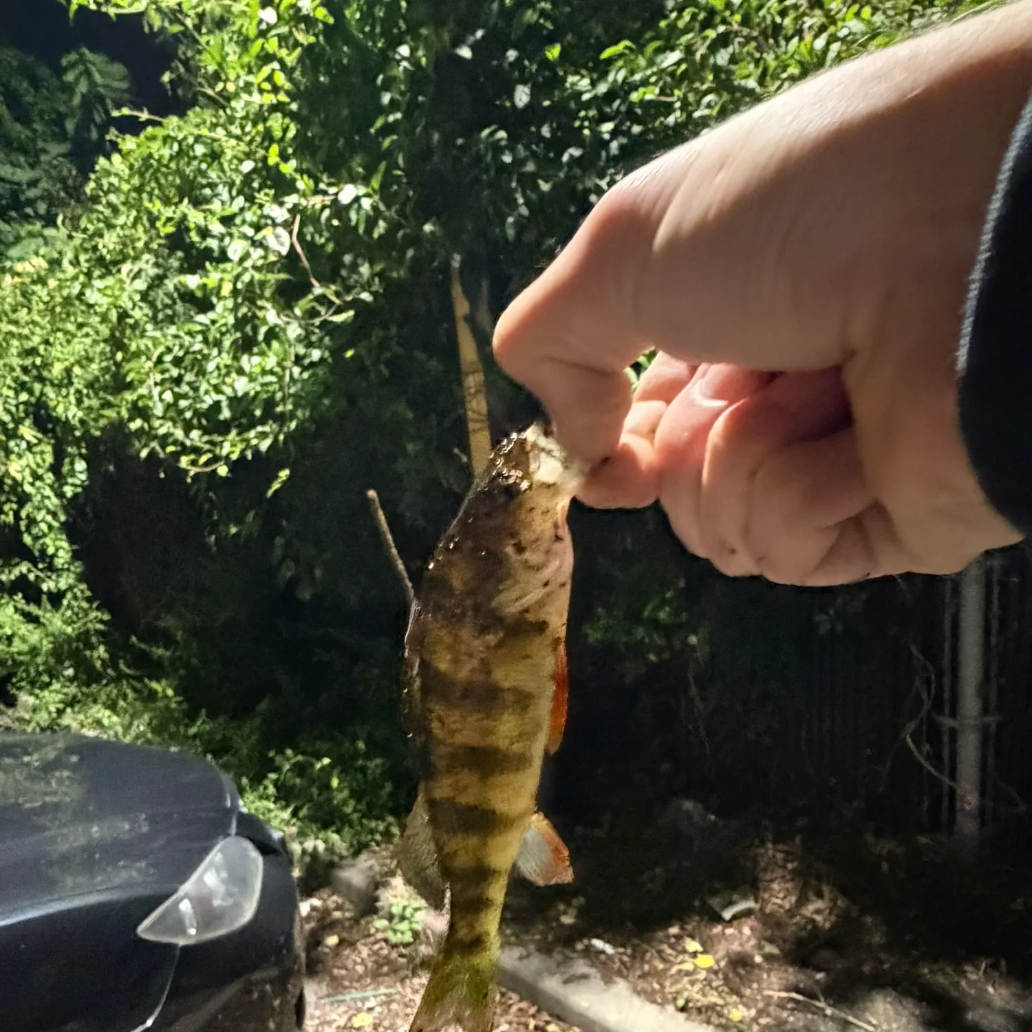 Yellow perch caught on Fishbrain