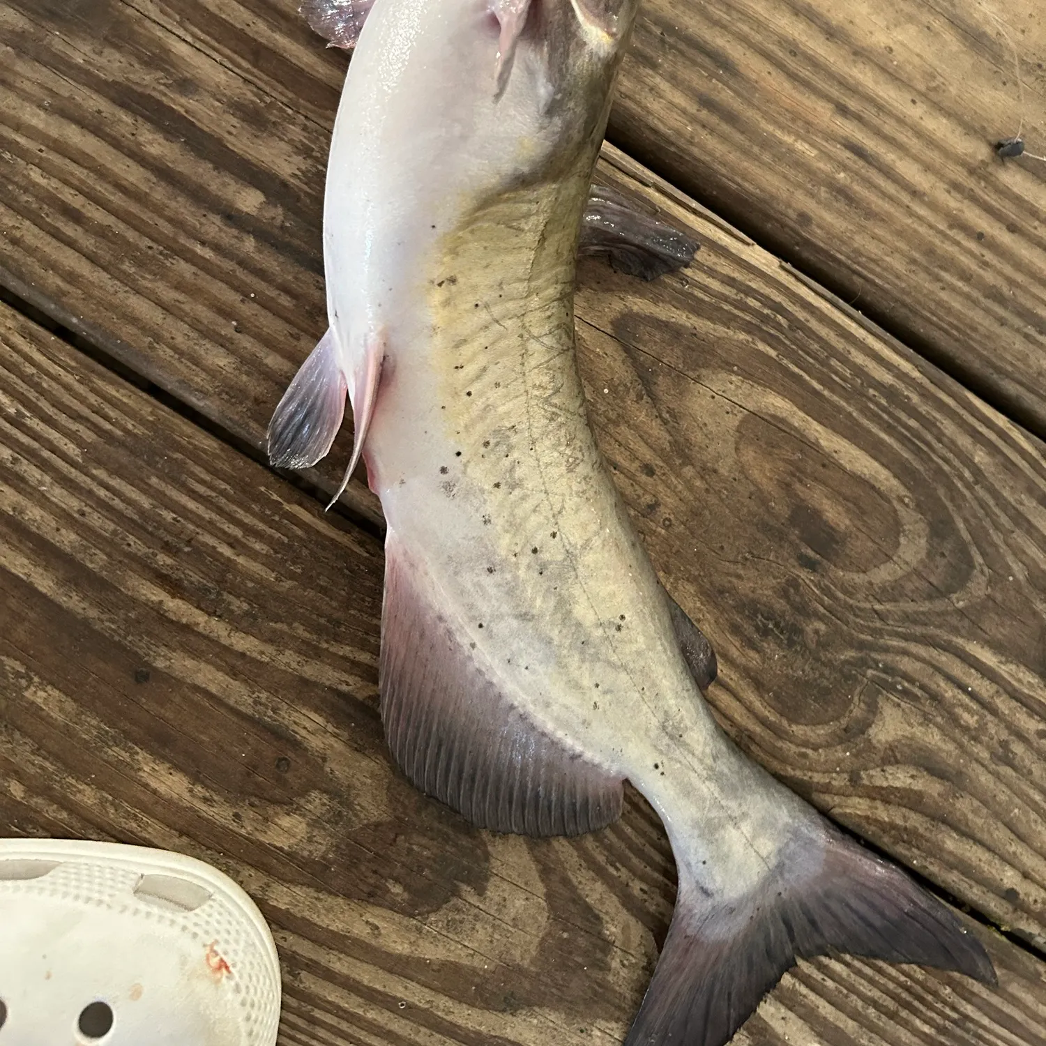 Channel catfish caught on Fishbrain