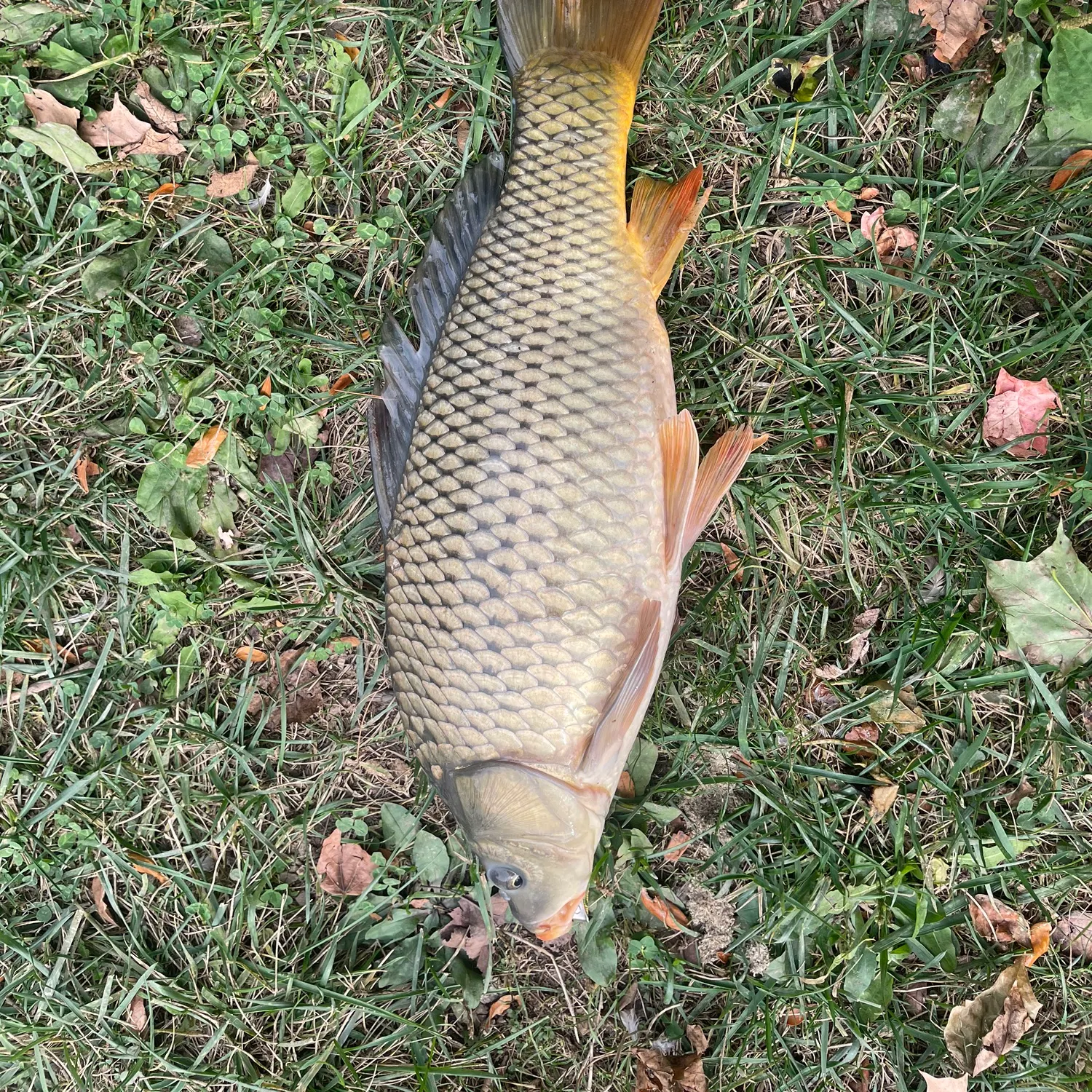 Common carp caught on Fishbrain