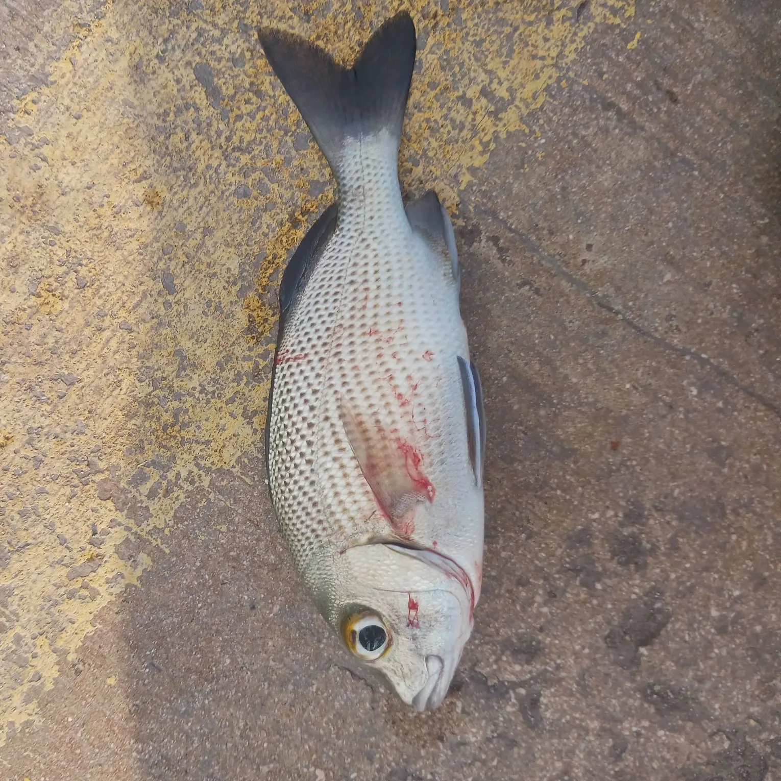 The most recent White grunt catches on Fishbrain