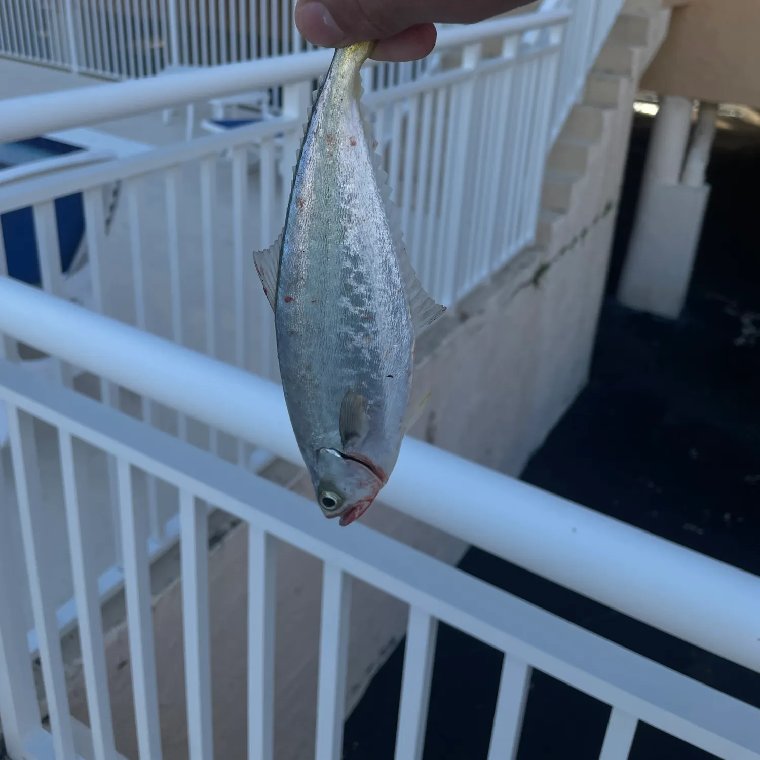 The most recent Leatherjack catches on Fishbrain